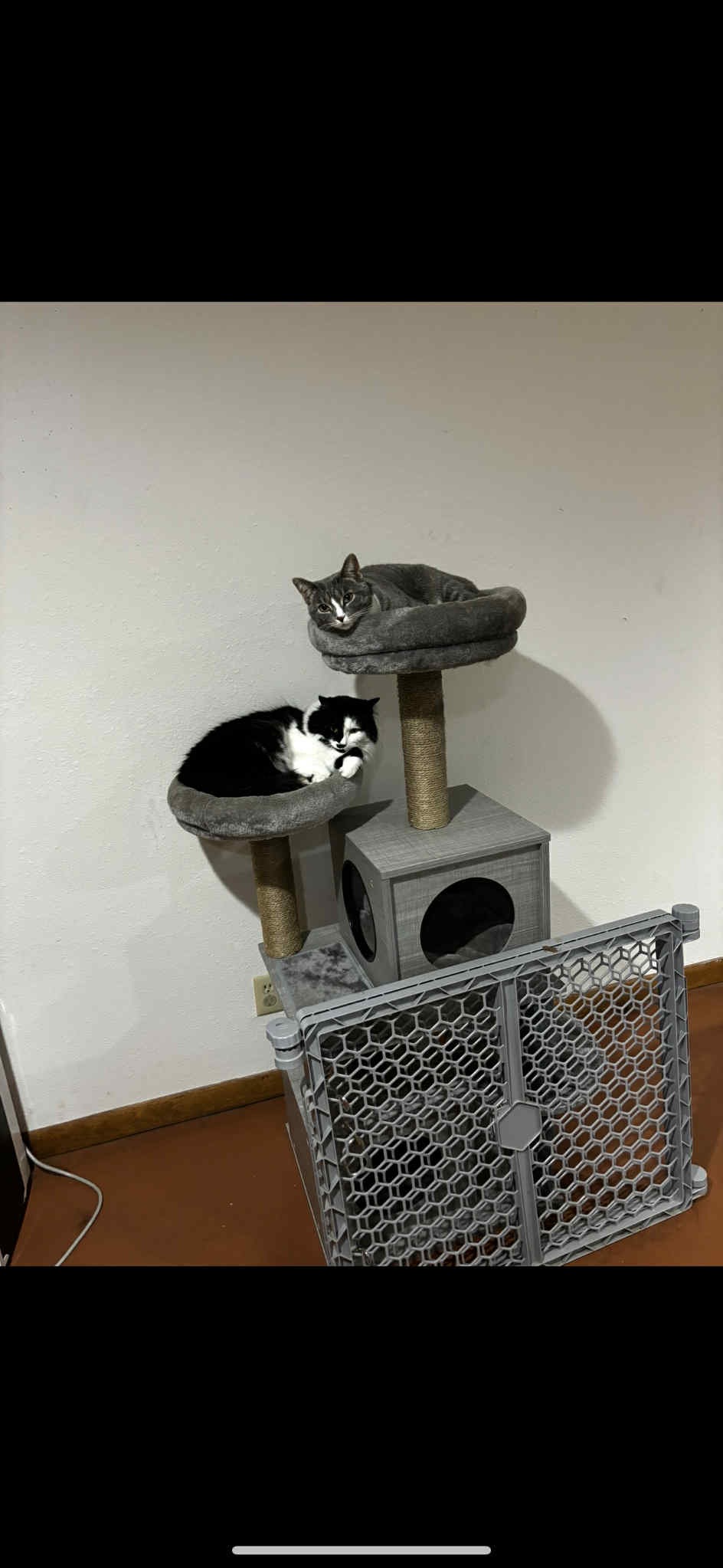 Help keep cats with their family! campaign photo, 6 of 7