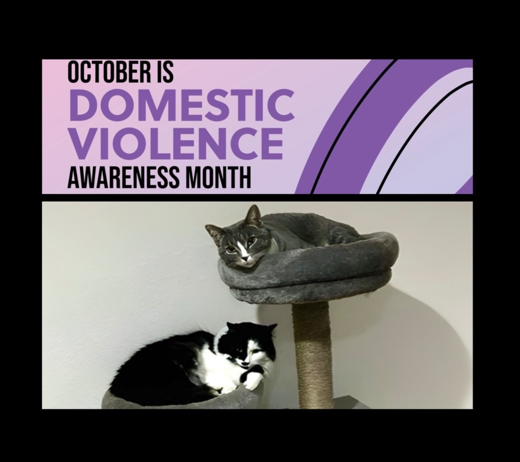 Help keep cats with their family! campaign photo, 4 of 7