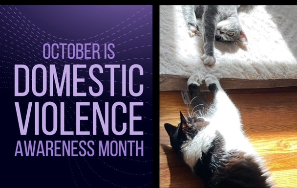 Help keep cats with their family! campaign photo, 5 of 7