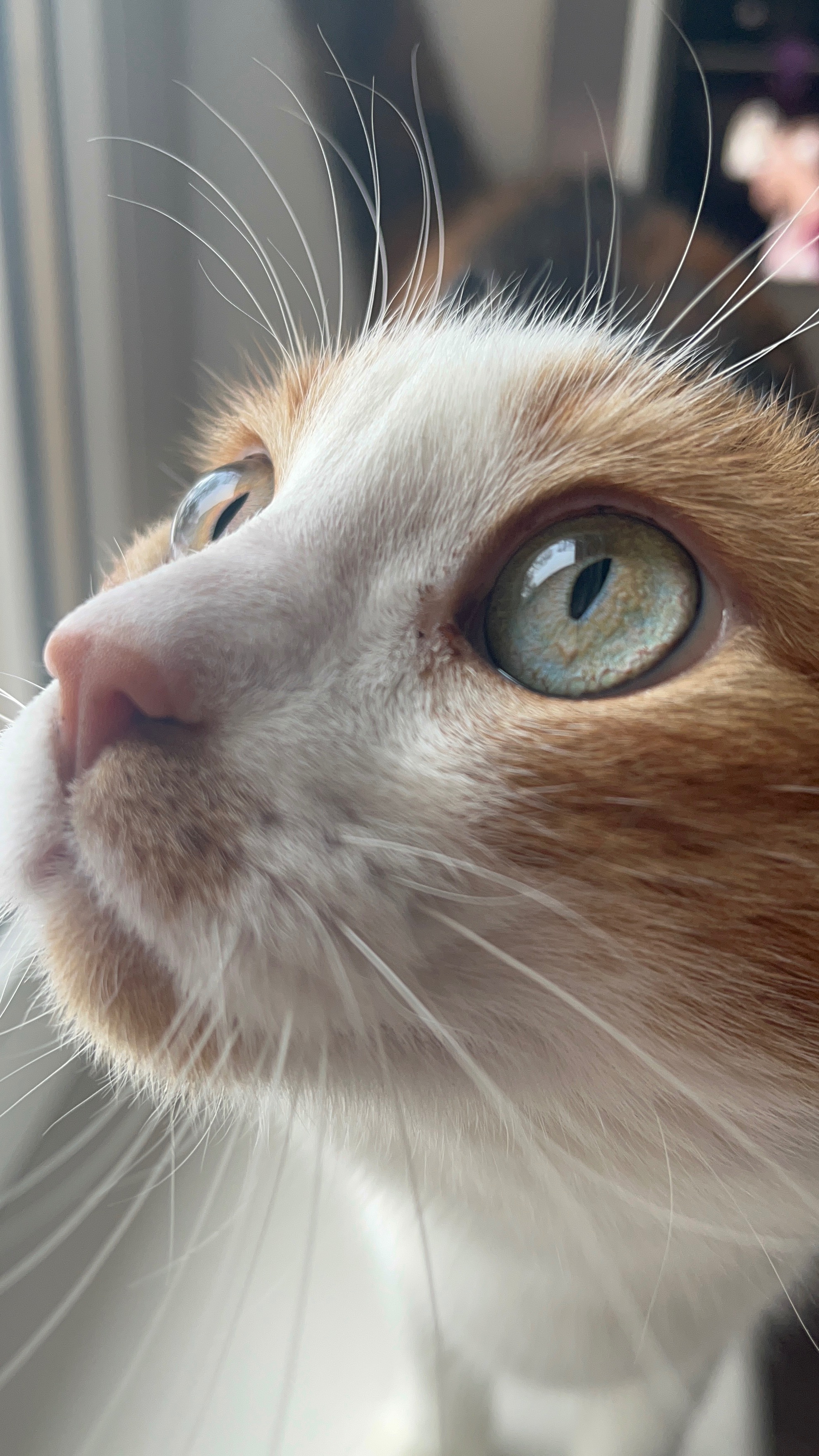 Help Liza Fight Kidney Lymphoma campaign photo, 2 of 5