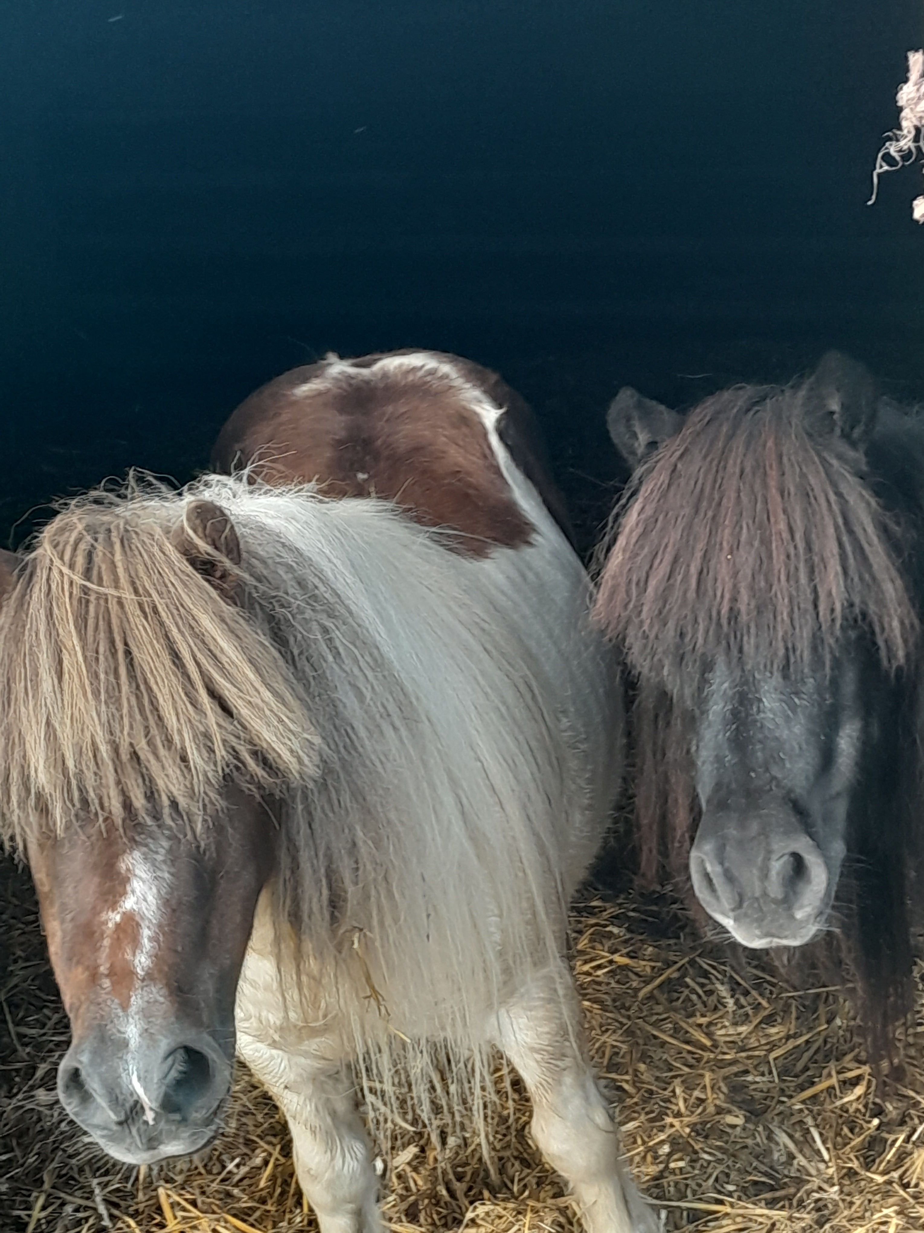 Help for rescued ponies and donkeys campaign photo, 4 of 5