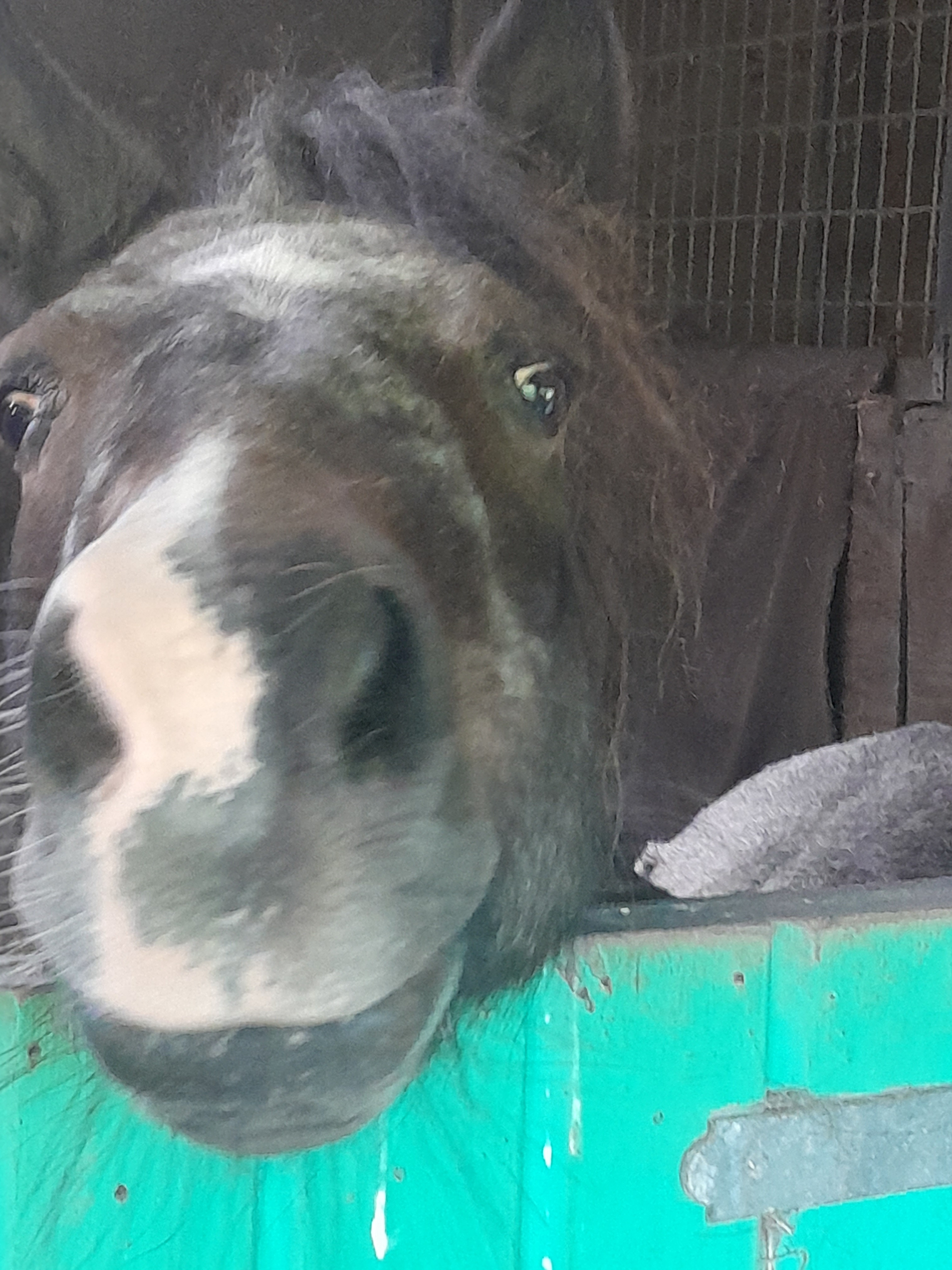 Help for rescued ponies and donkeys campaign photo, 2 of 5