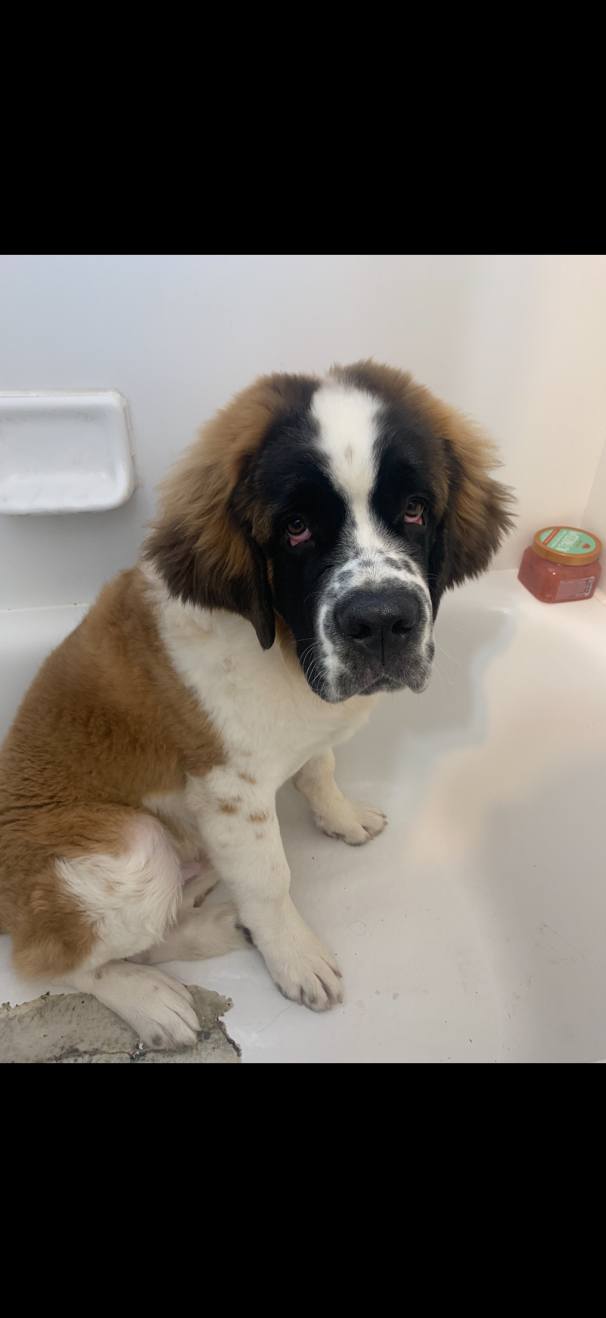 Please help save Cujo the Gentle Giant!! campaign photo, 4 of 7