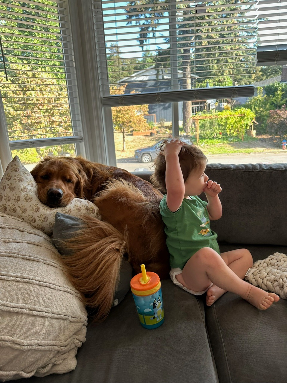 Help Save Arlo - The Sweetest Golden Boy campaign photo, 4 of 8
