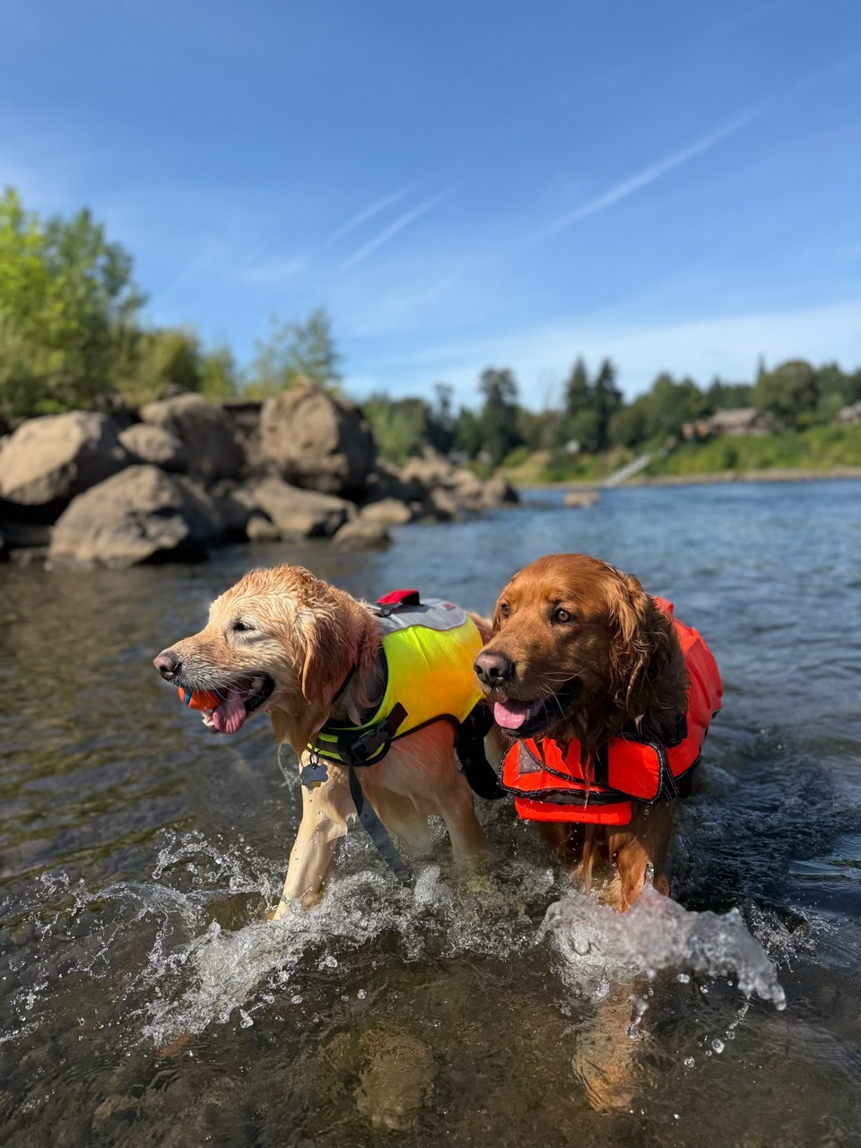 Help Save Arlo - The Sweetest Golden Boy campaign photo, 5 of 8