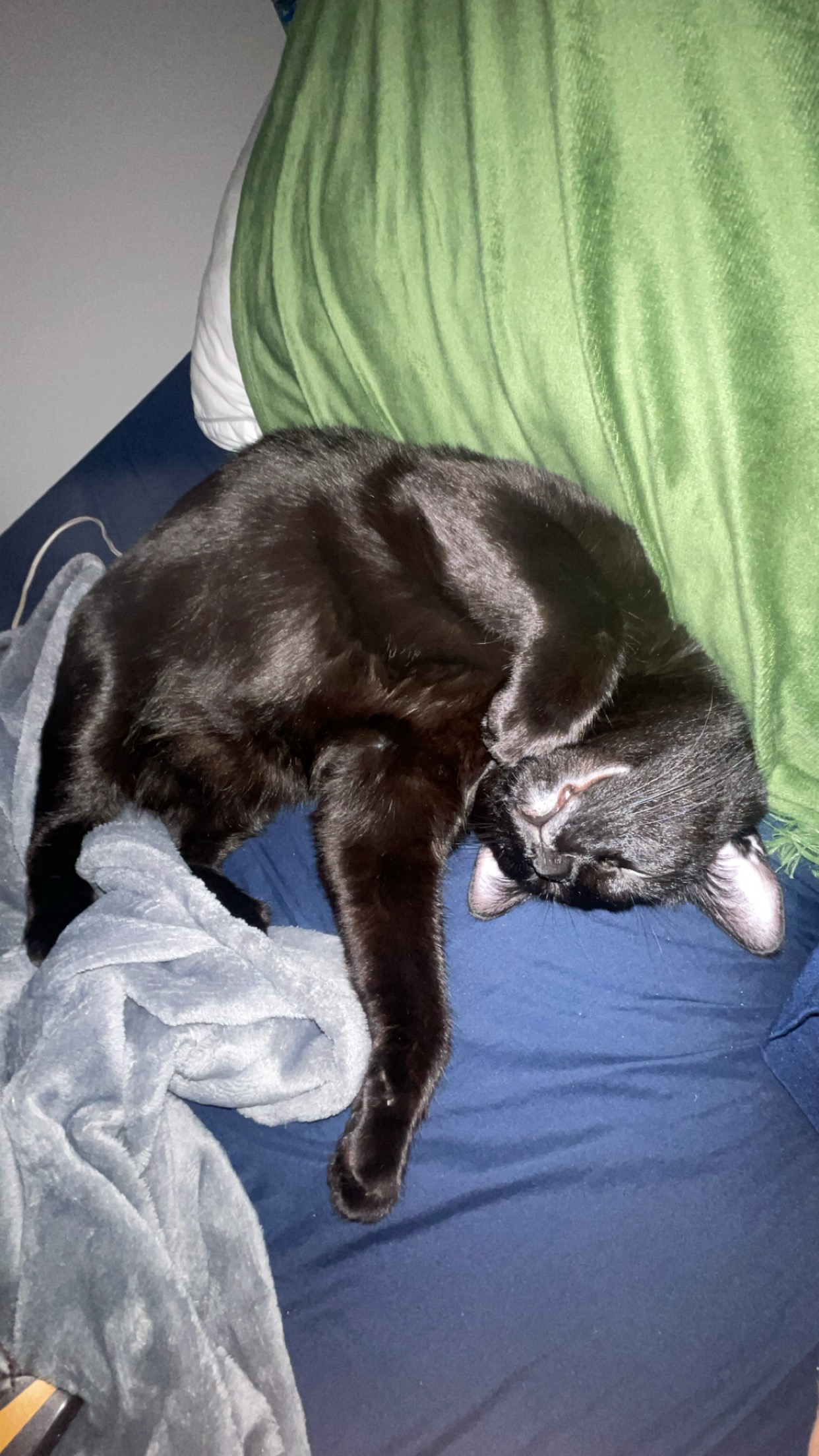 Help My Baby Saylem Get Emergency Vet Care campaign photo, 2 of 8