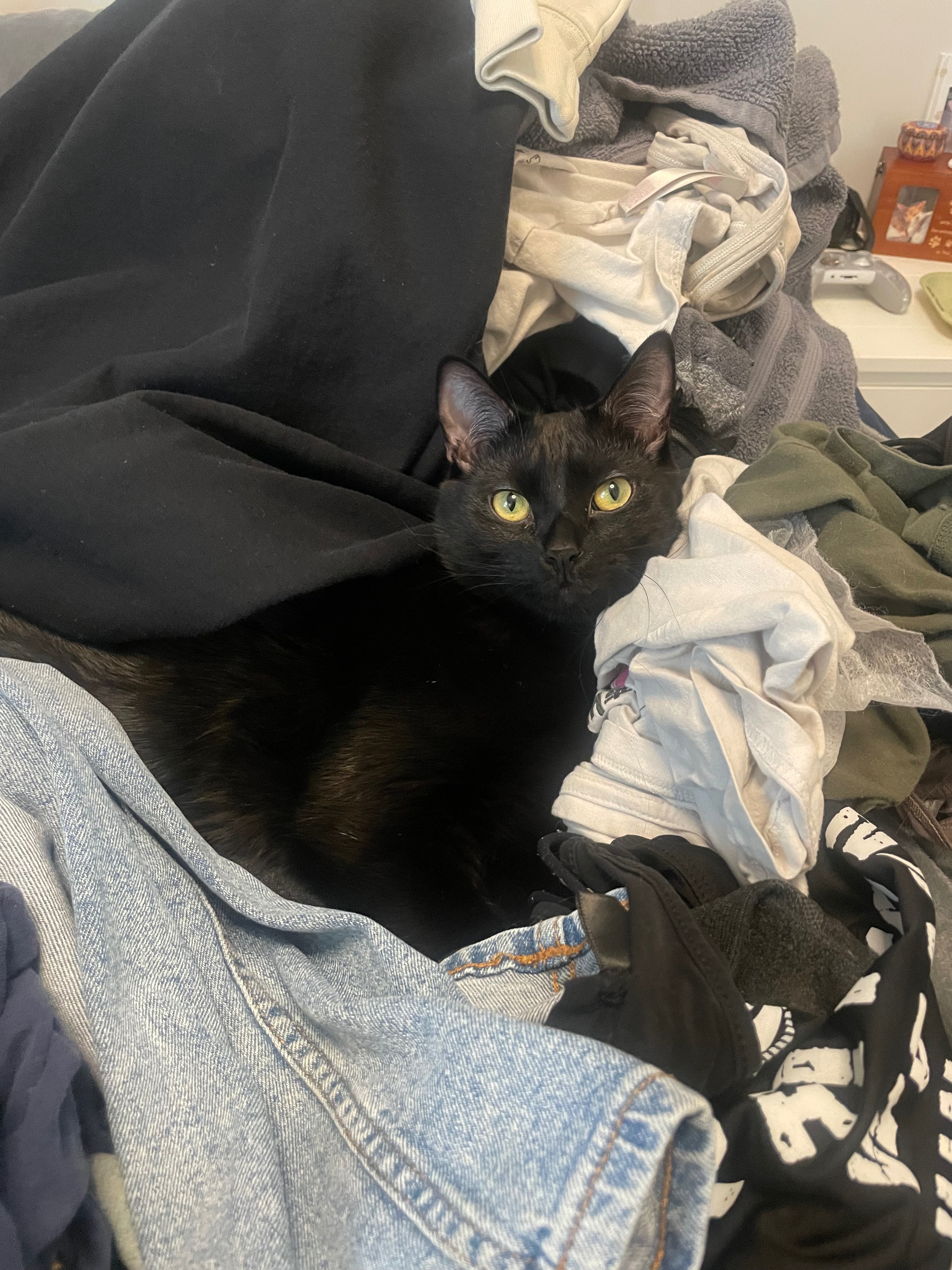 Help My Baby Saylem Get Emergency Vet Care campaign photo, 5 of 8