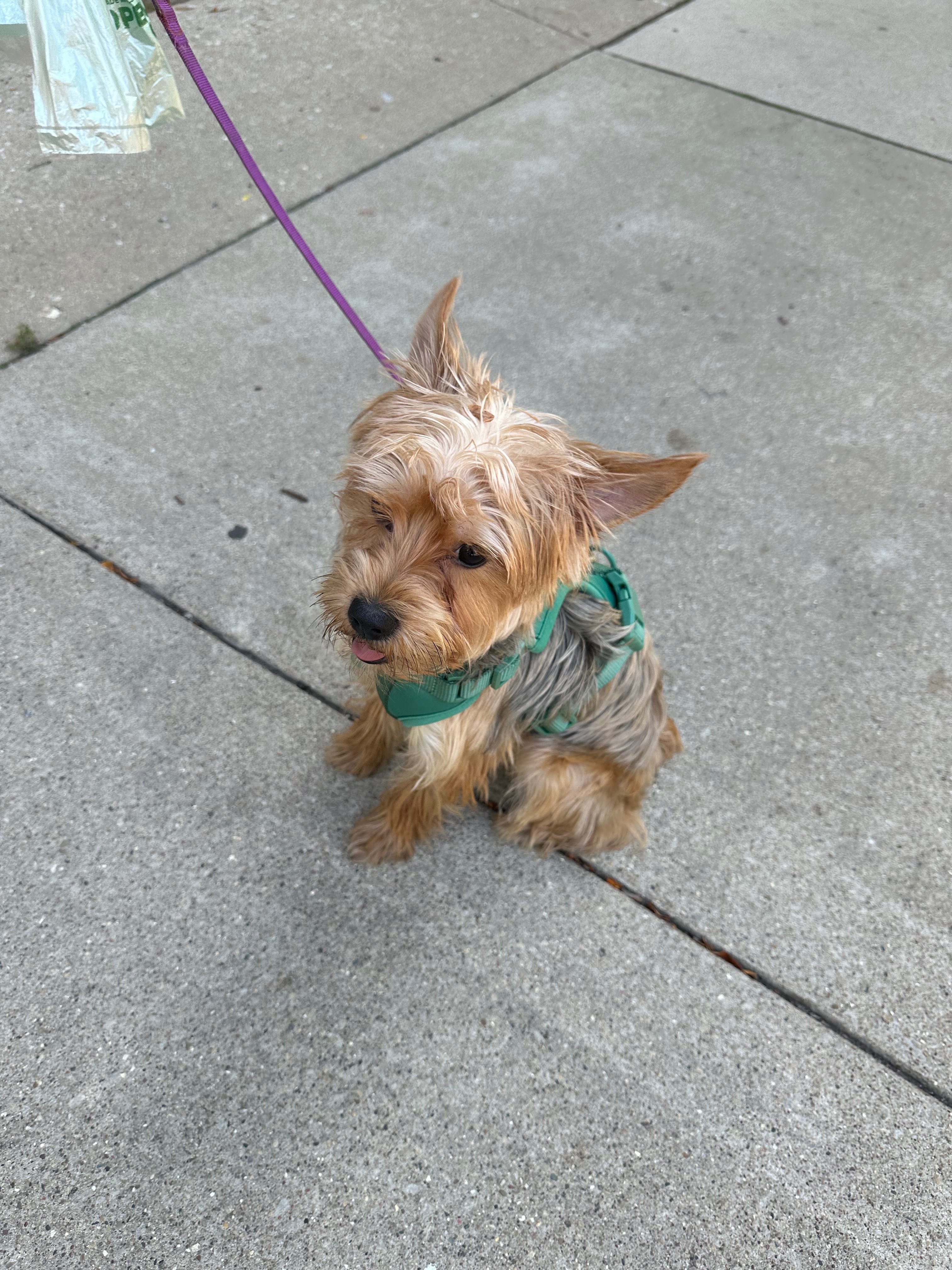 Support Duke's Journey to Health and Happiness campaign photo, 4 of 7