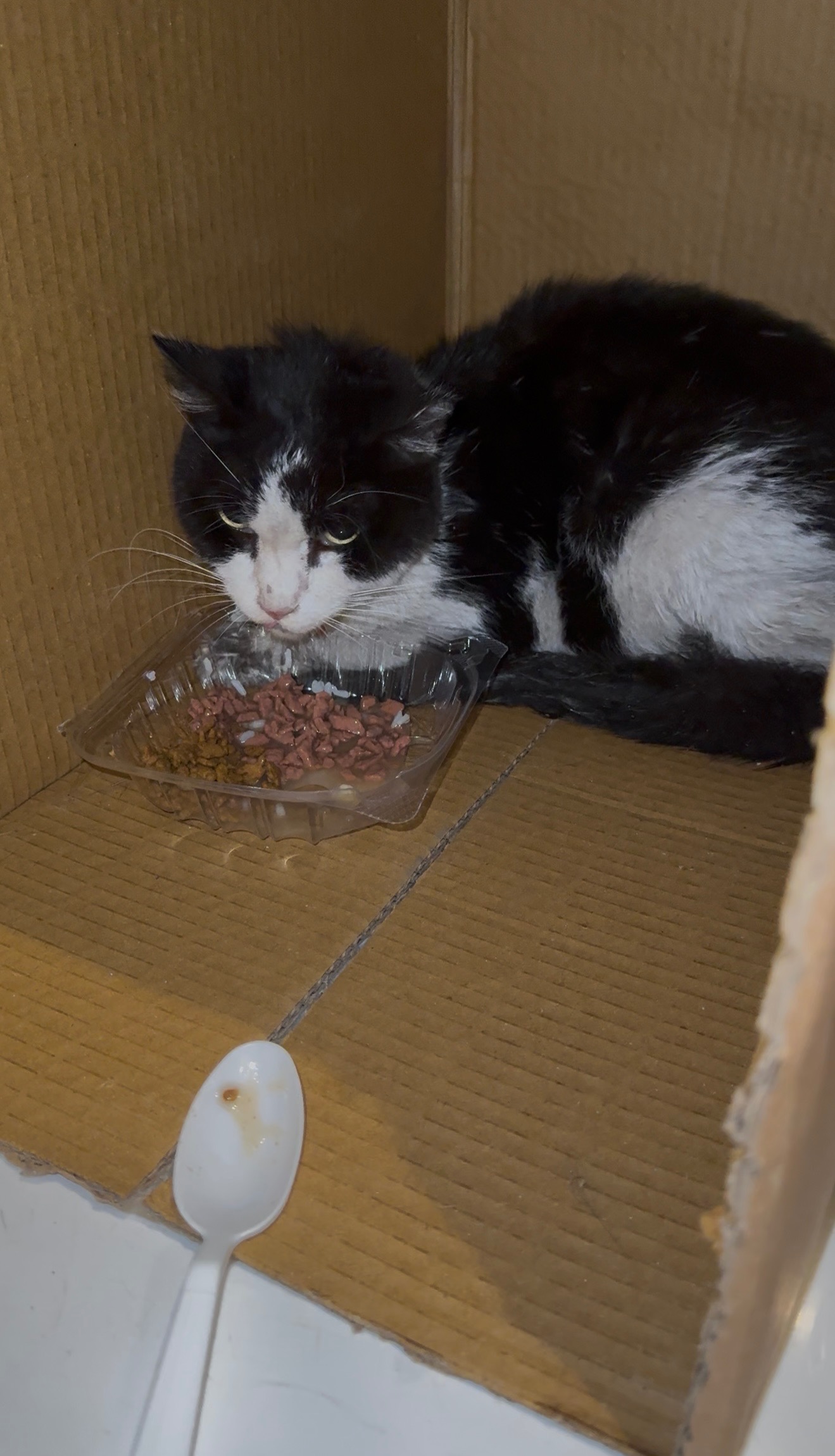 Salvemos al gatito juntos campaign photo, 6 of 7