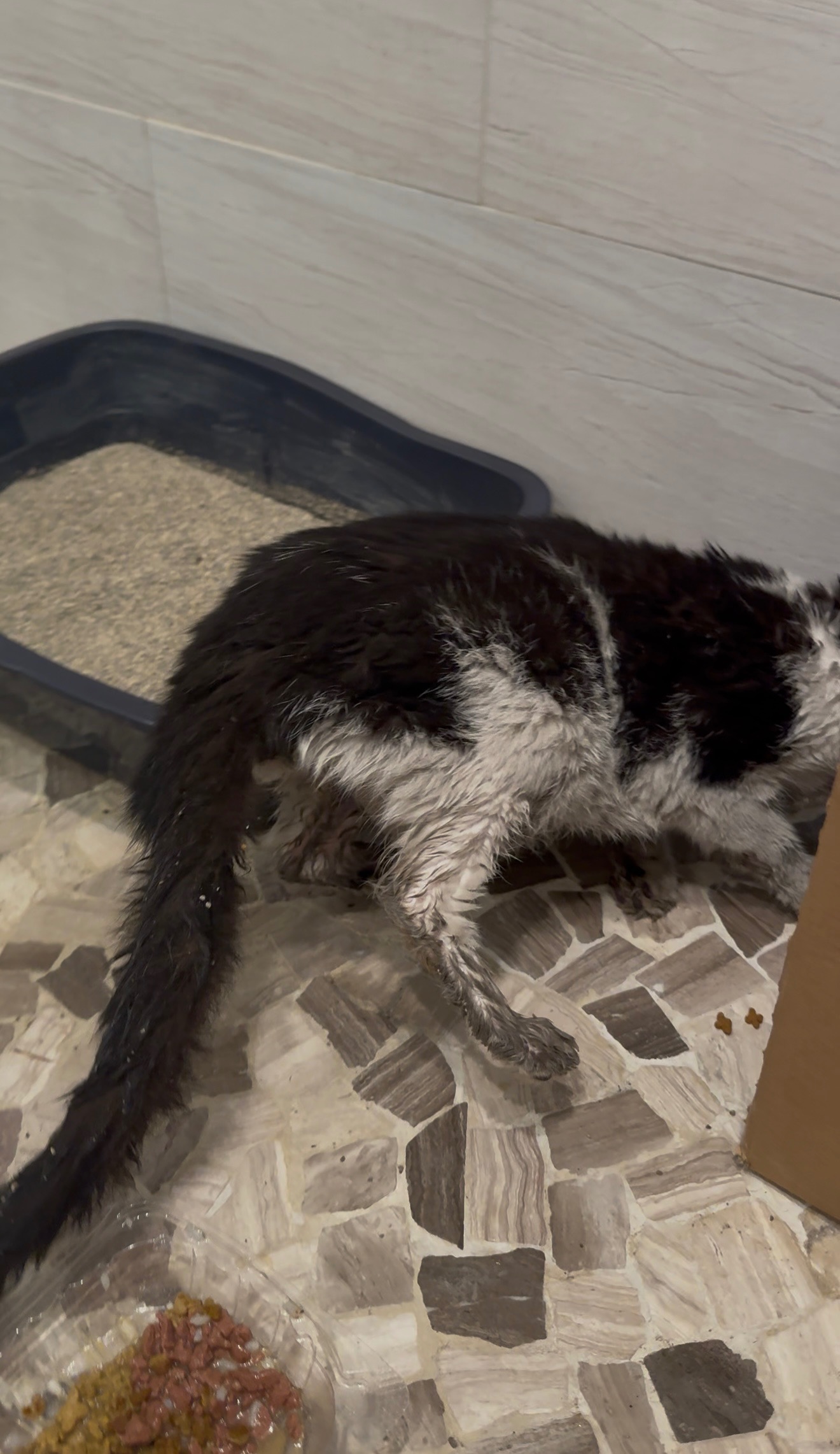 Salvemos al gatito juntos campaign photo, 2 of 7