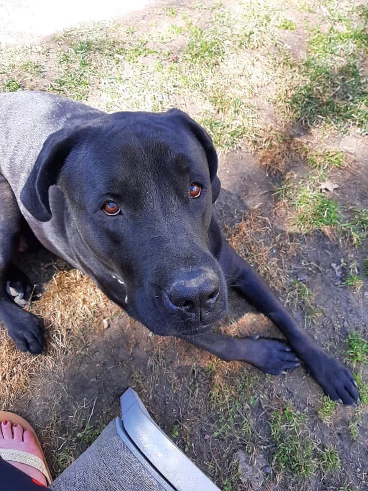 Help Louie with his life saving surgery! campaign photo, 4 of 5