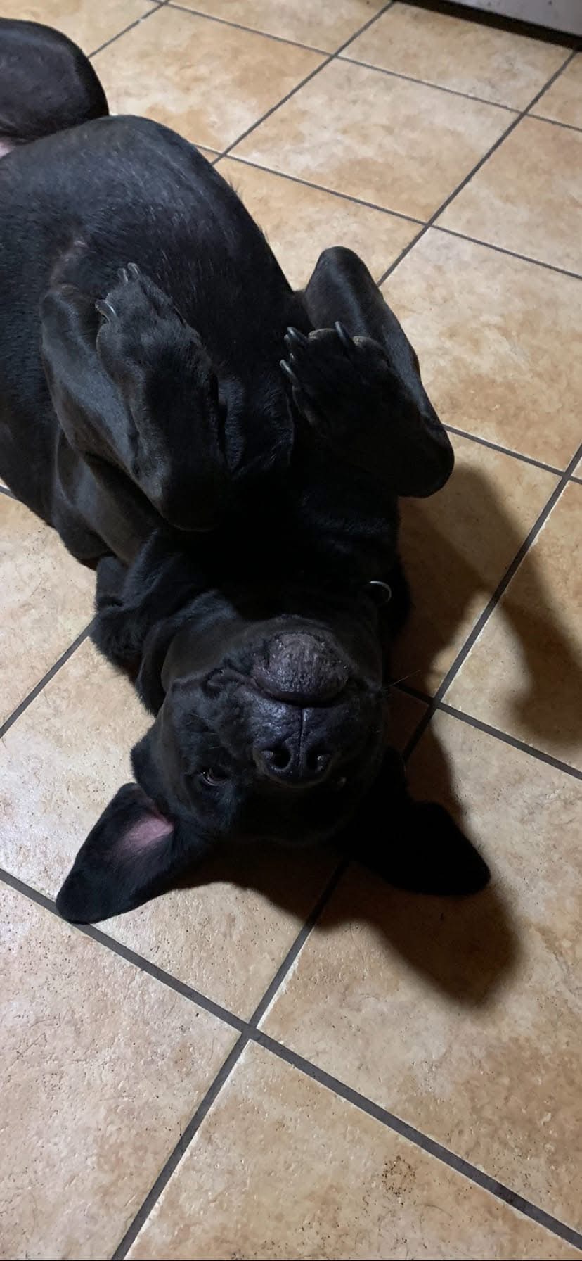 Help Louie with his life saving surgery! campaign photo, 2 of 5