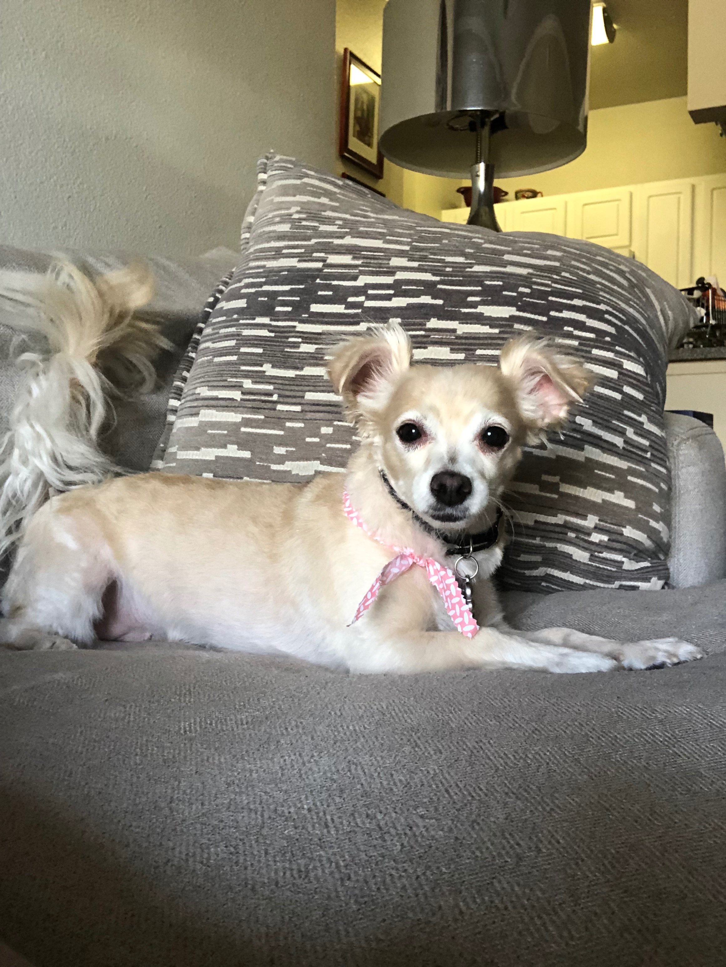 Help Me Save My Dog’s Life campaign photo, 4 of 8