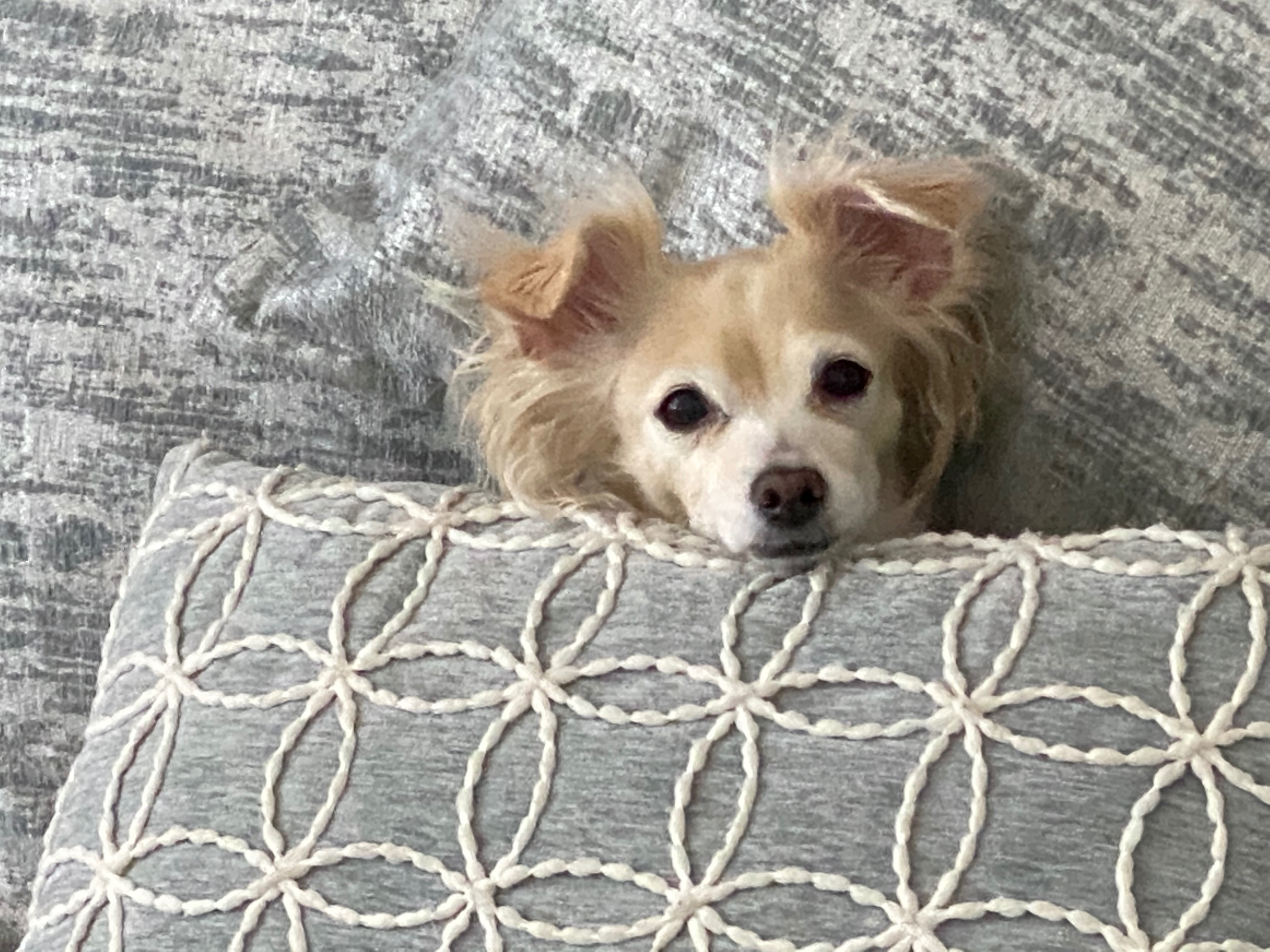 Help Me Save My Dog’s Life campaign photo, 5 of 8