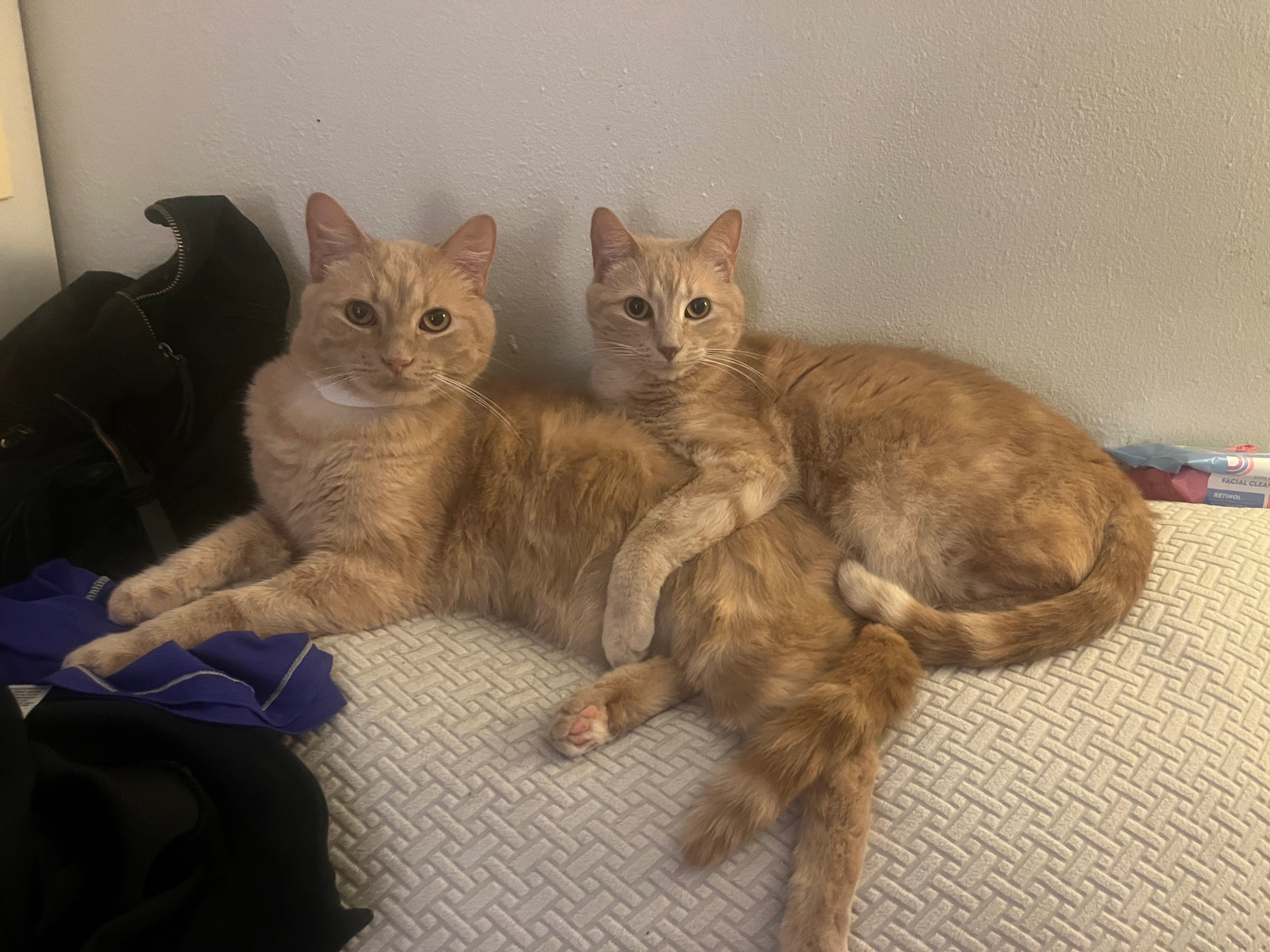 Support the Ahlf Family After Devastating Fire campaign photo, 2 of 8
