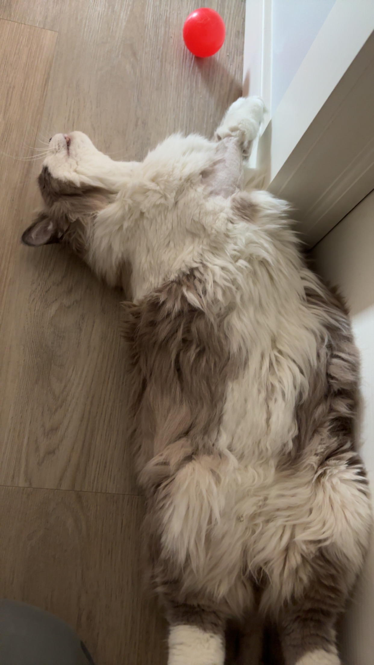 Miro’s Medical Expenses campaign photo, 6 of 7