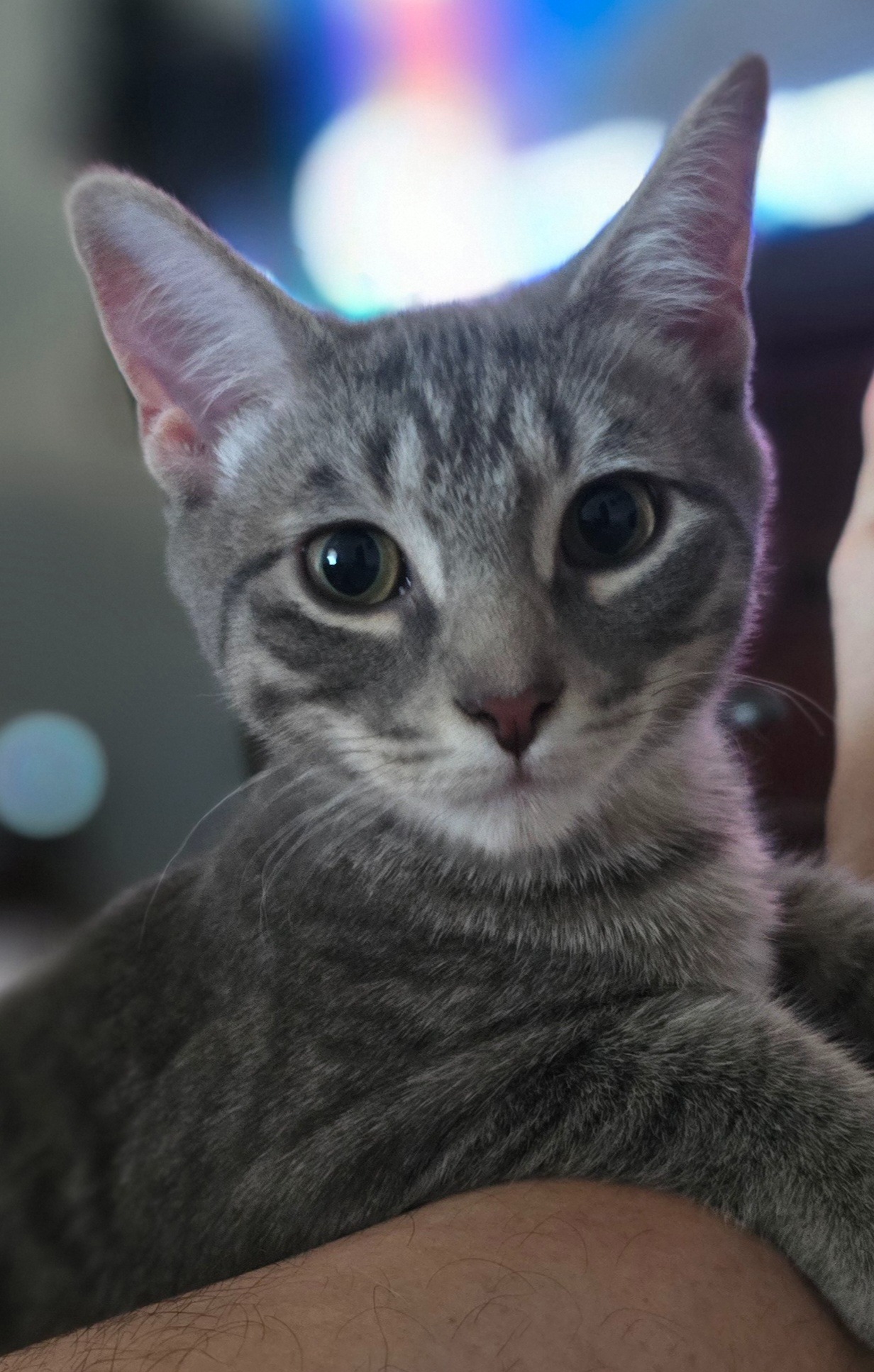 Help Trike, a Brave Tripod Kitten, Get the Surgery He Needs campaign photo, 7 of 8