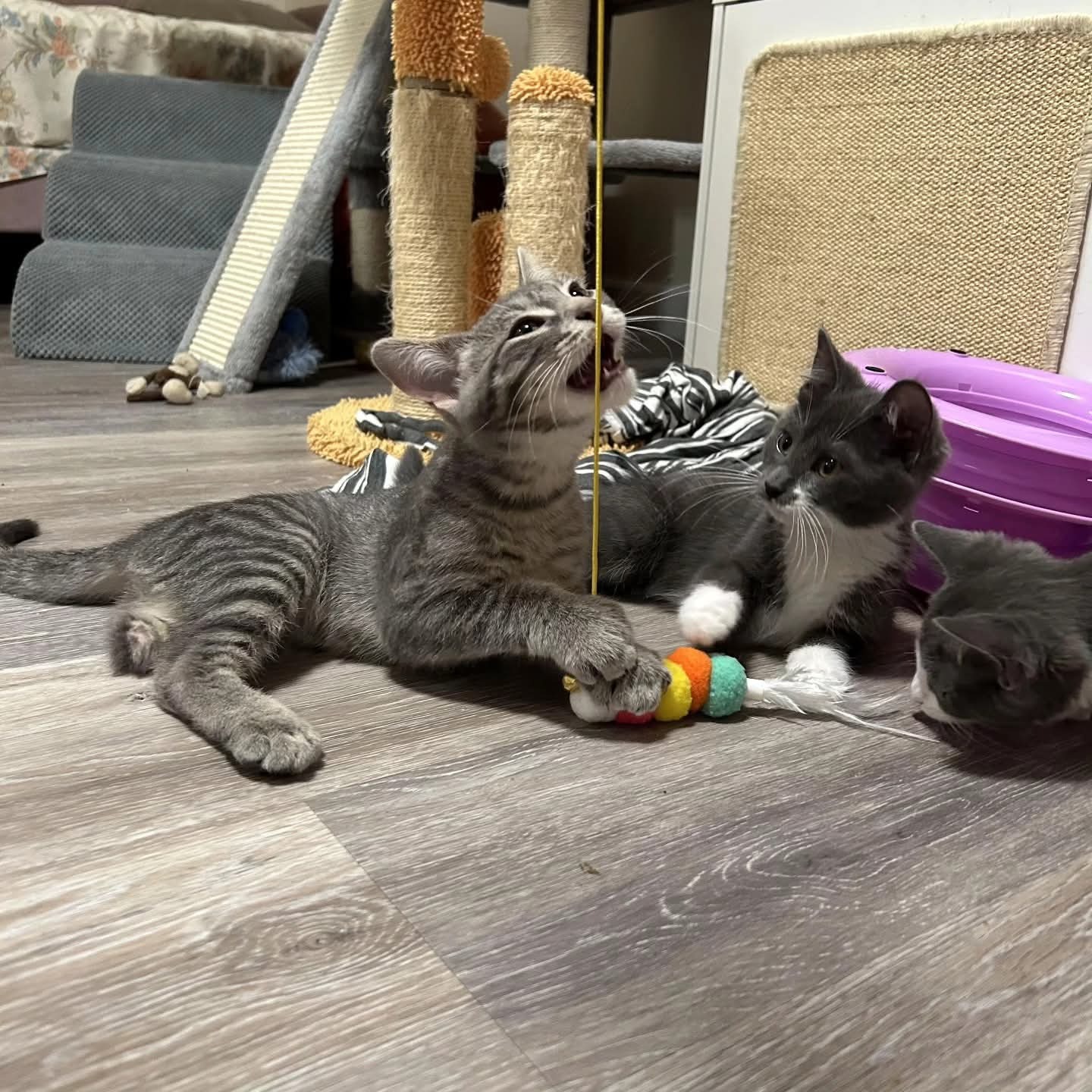 Help Trike, a Brave Tripod Kitten, Get the Surgery He Needs campaign photo, 2 of 8