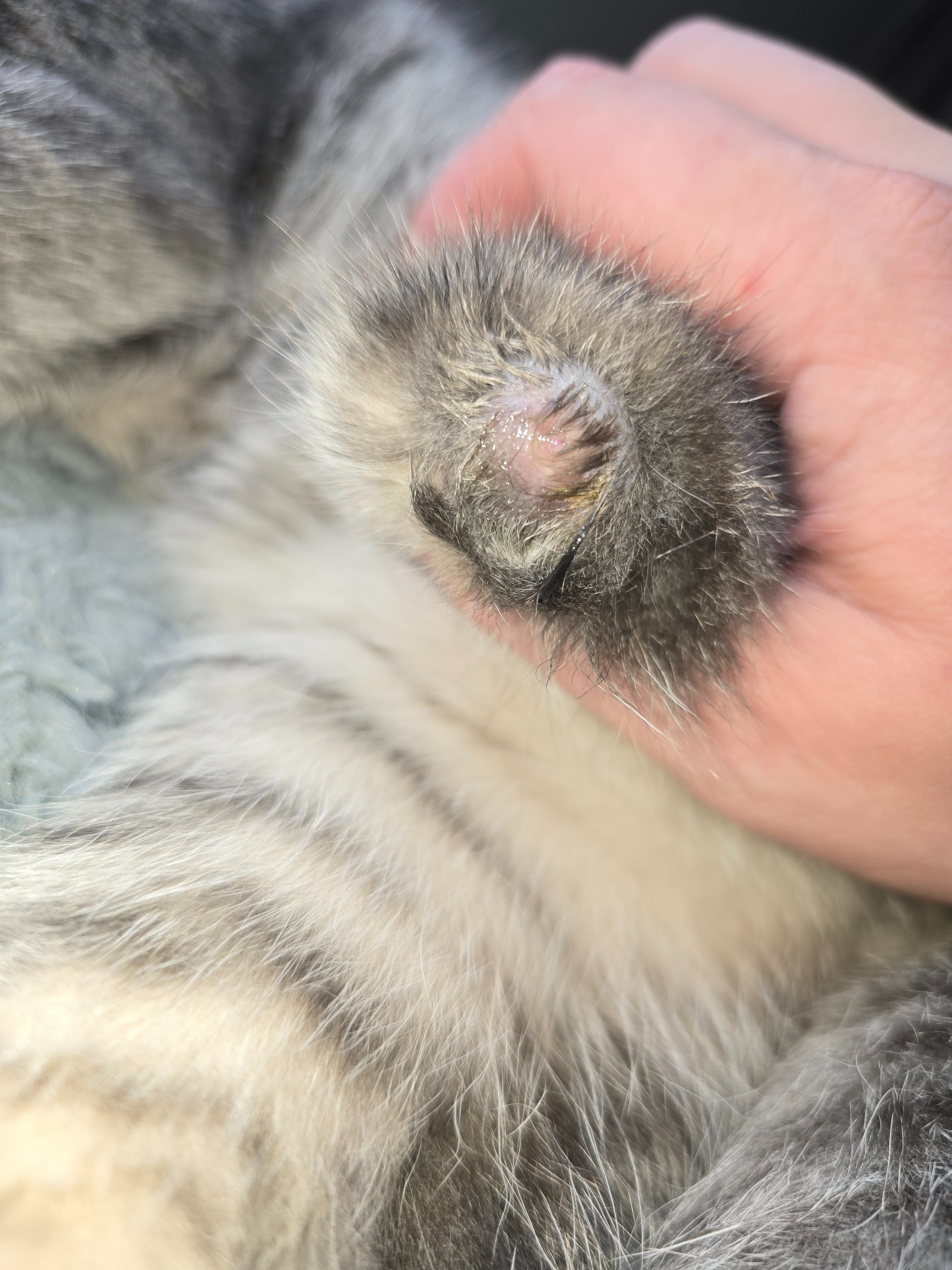 Help Trike, a Brave Tripod Kitten, Get the Surgery He Needs campaign photo, 4 of 8