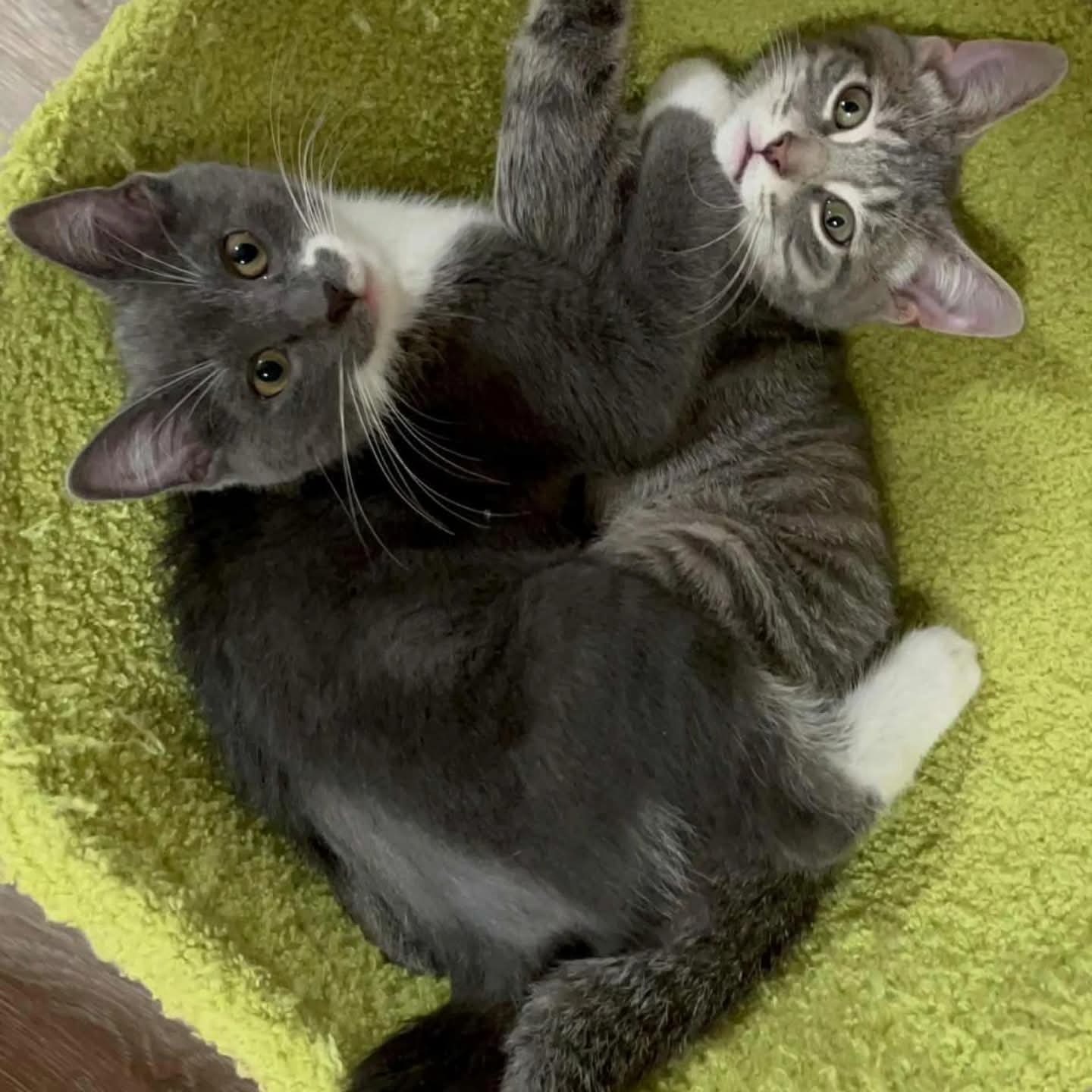 Help Trike, a Brave Tripod Kitten, Get the Surgery He Needs campaign photo, 5 of 8