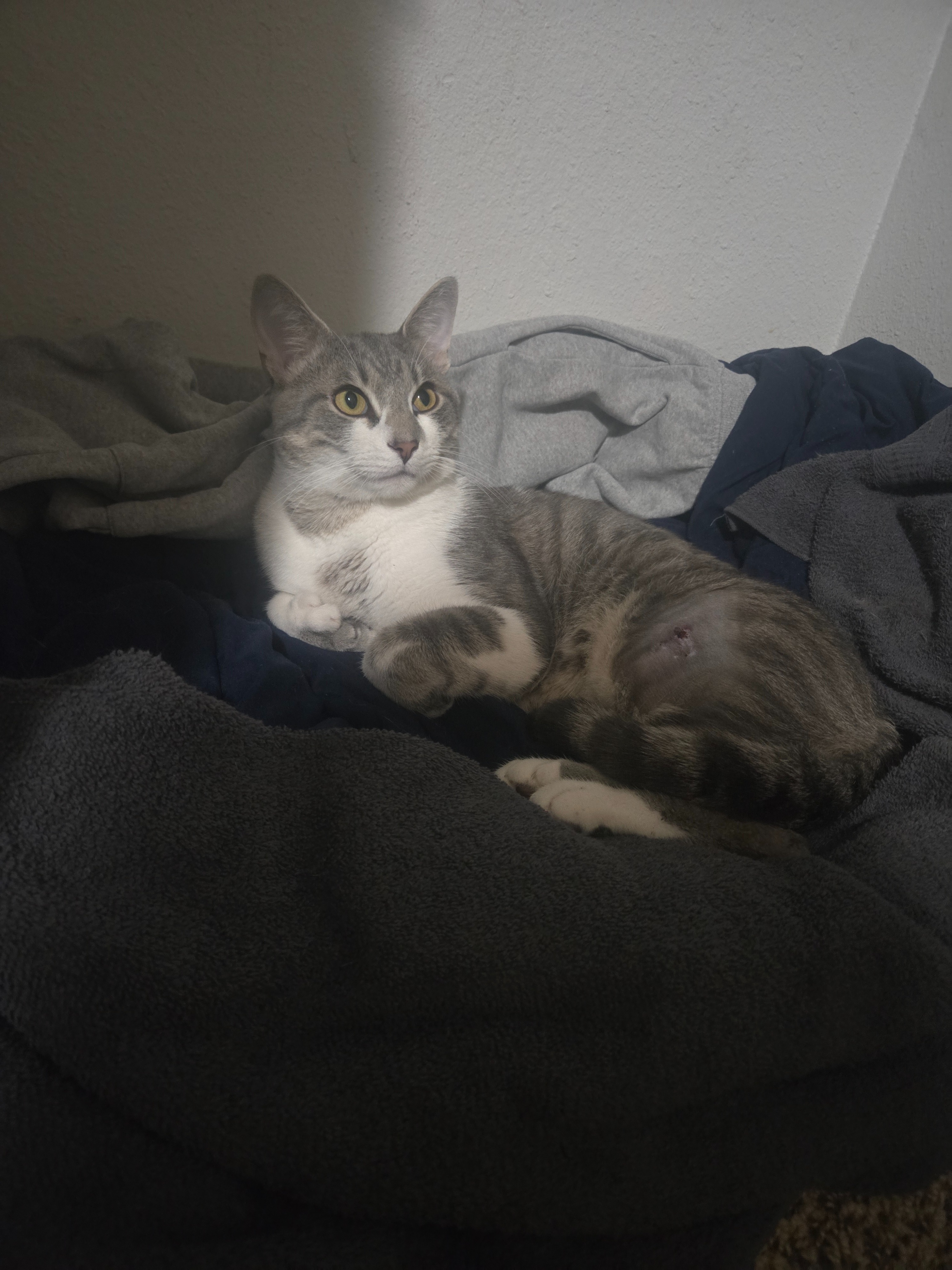 My Cat Needs Amputation (Freak's Freak Accident) campaign photo, 2 of 8