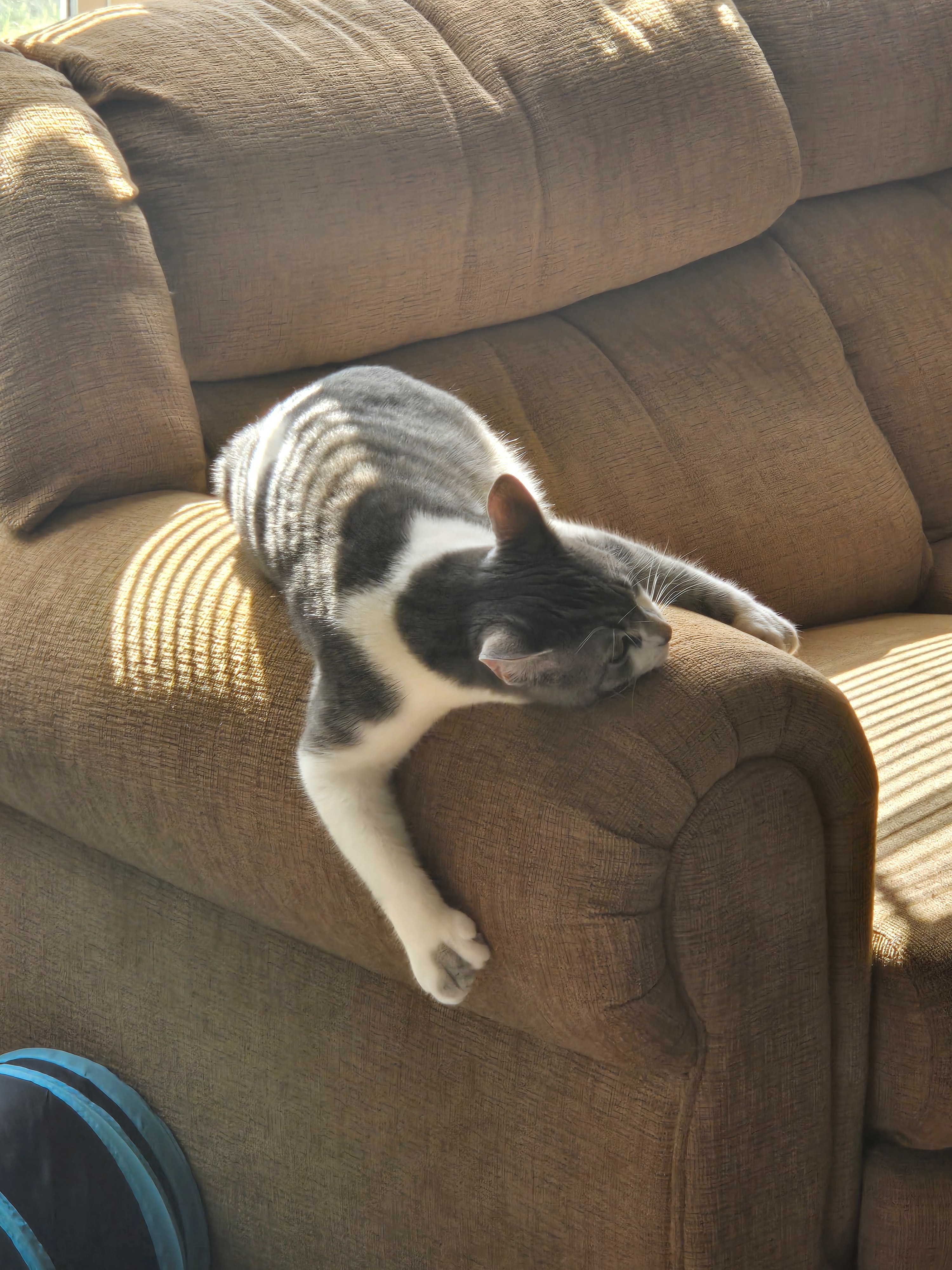 My Cat Needs Amputation (Freak's Freak Accident) campaign photo, 5 of 8