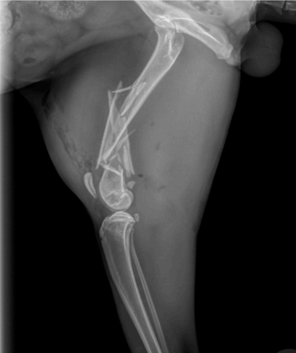 My Cat Needs Amputation (Freak's Freak Accident) campaign photo, 6 of 8