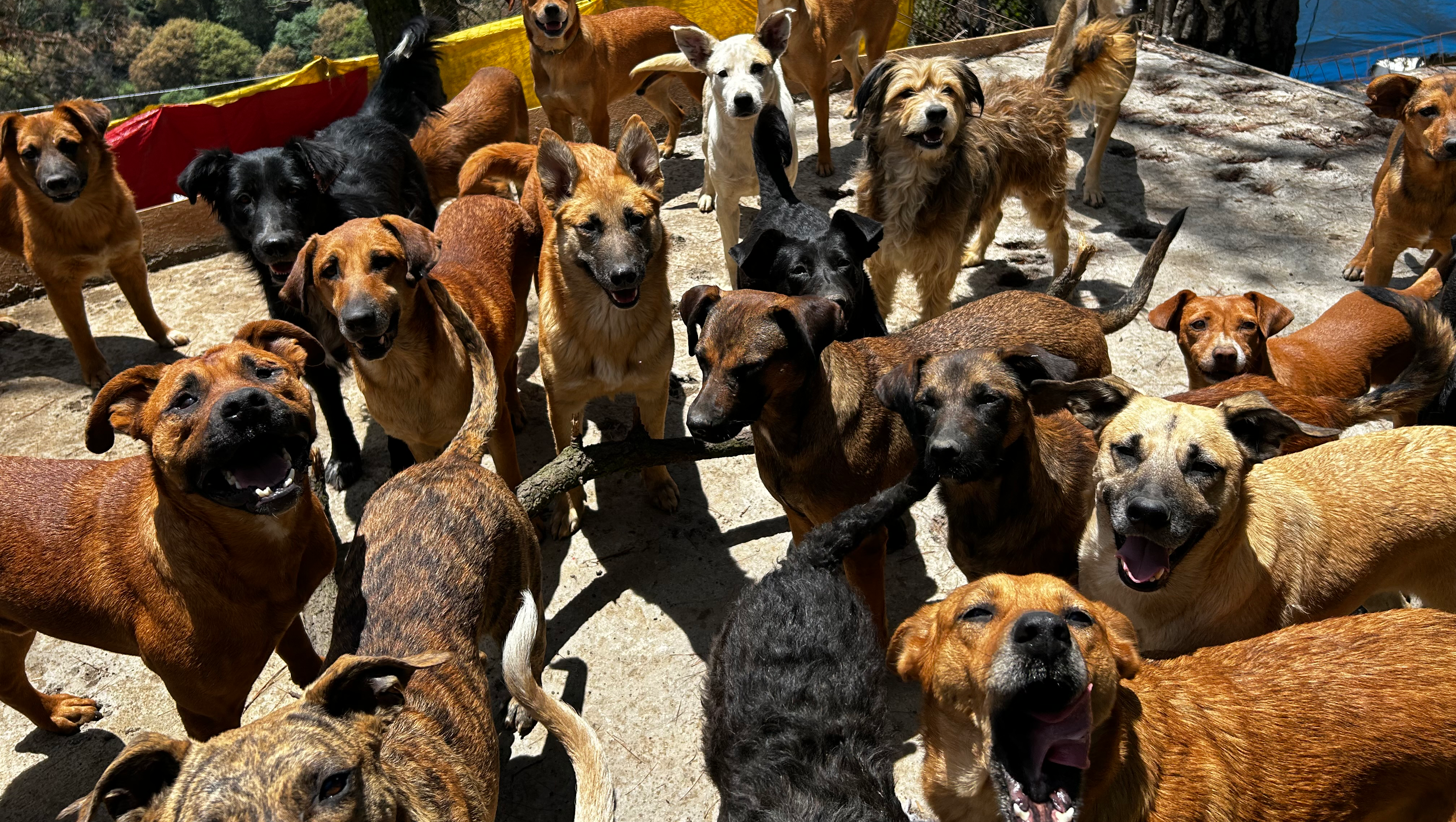 AYÚDAME A REHACER NUESTRO REFUGIO DE PERRITOS