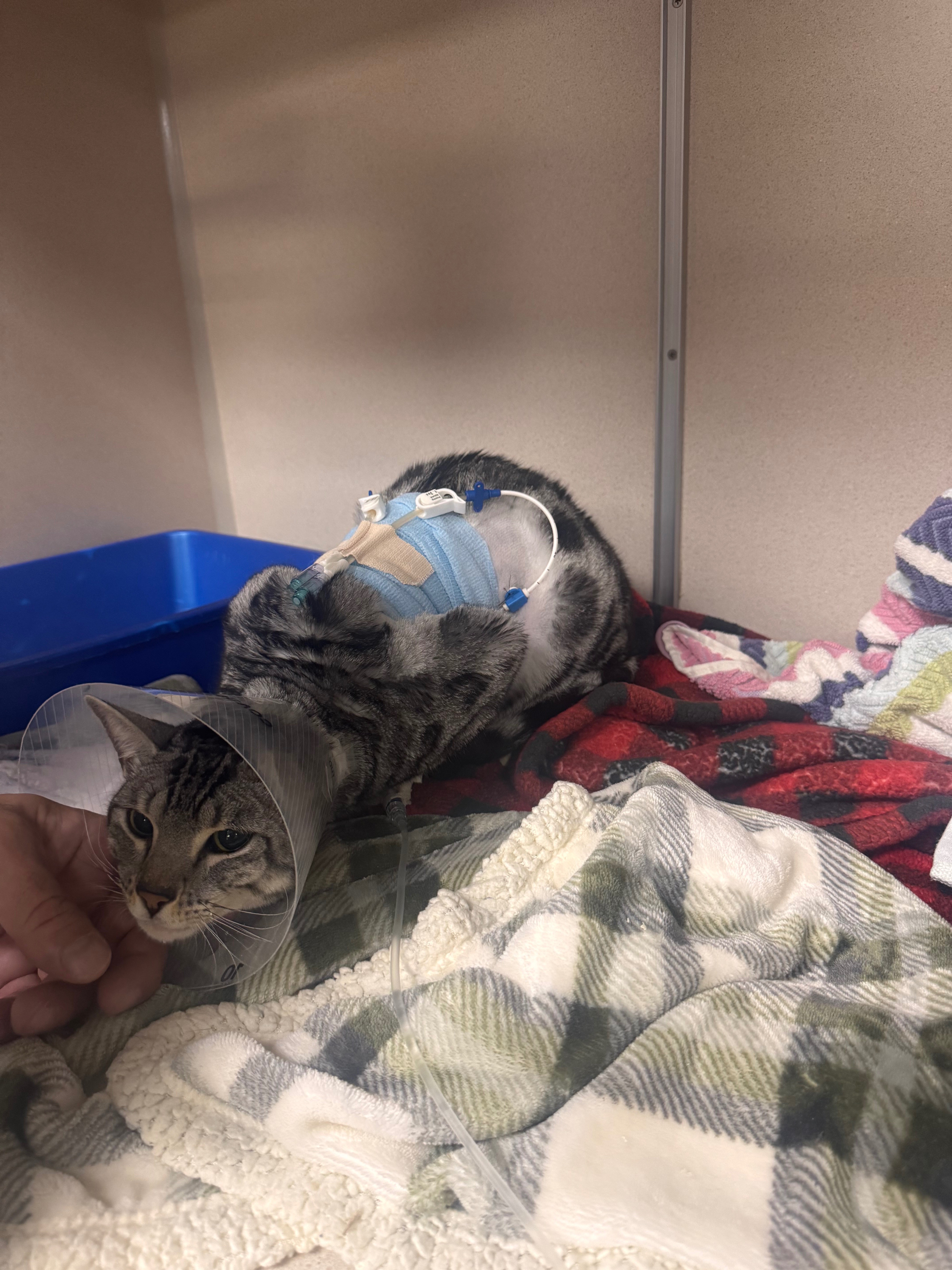 Help Whiski Overcome Life-Threatening Infection campaign photo, 2 of 8