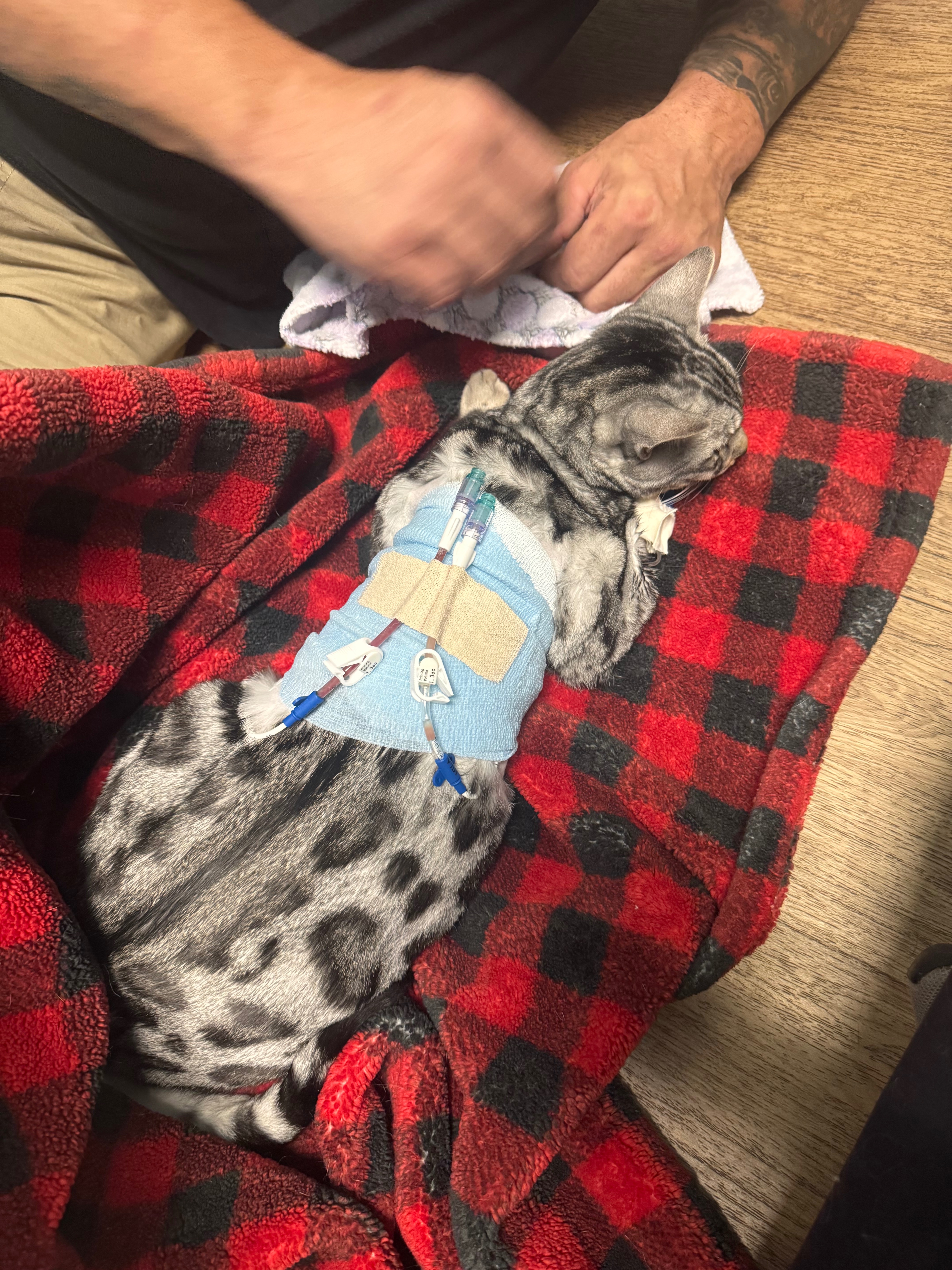 Help Whiski Overcome Life-Threatening Infection campaign photo, 4 of 8