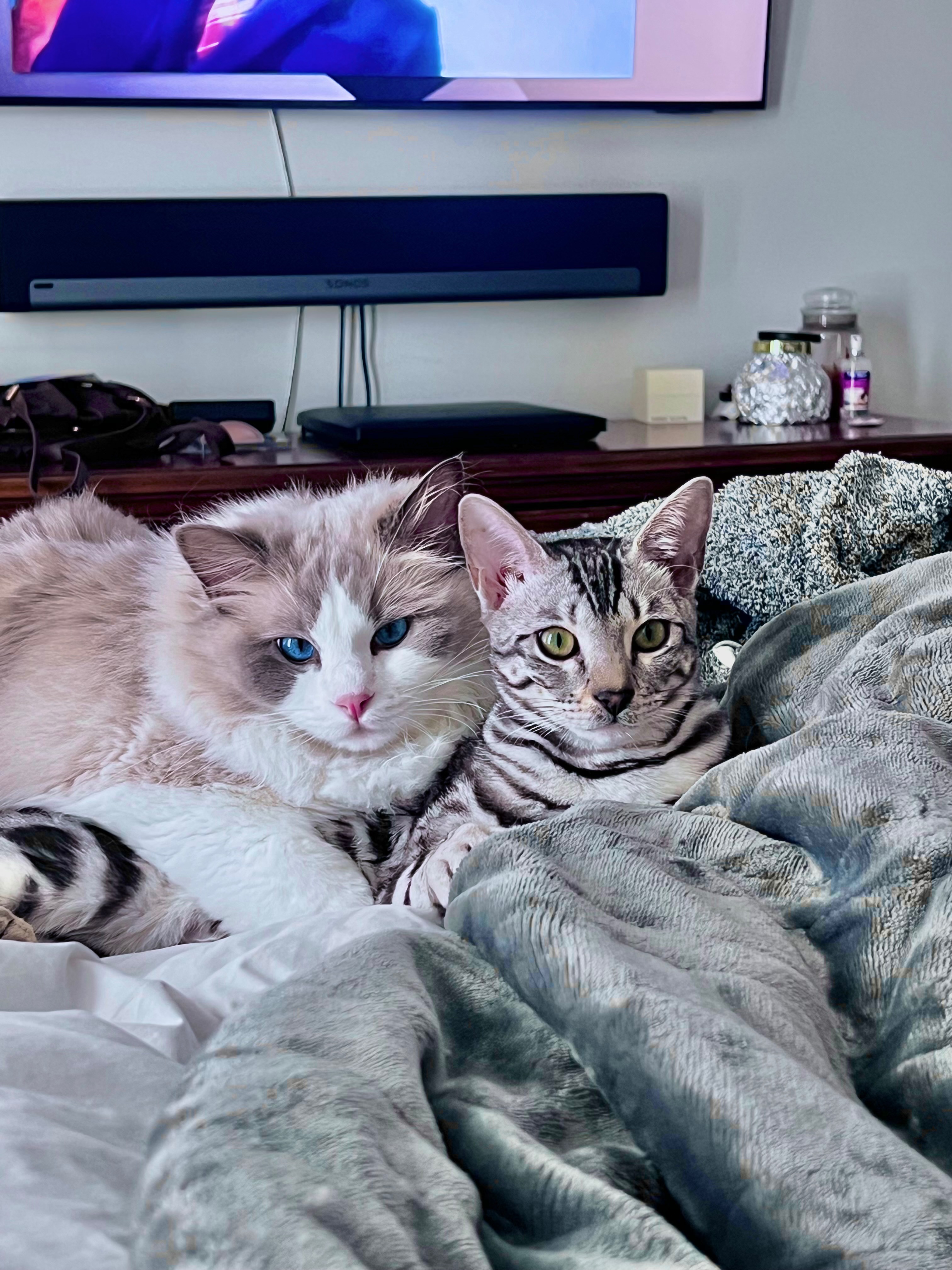 Help Whiski Overcome Life-Threatening Infection campaign photo, 5 of 8