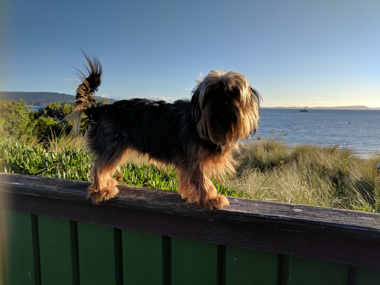 Support Surgery for Coco-Melanoma tumour & mammary lumps. campaign photo, 2 of 8