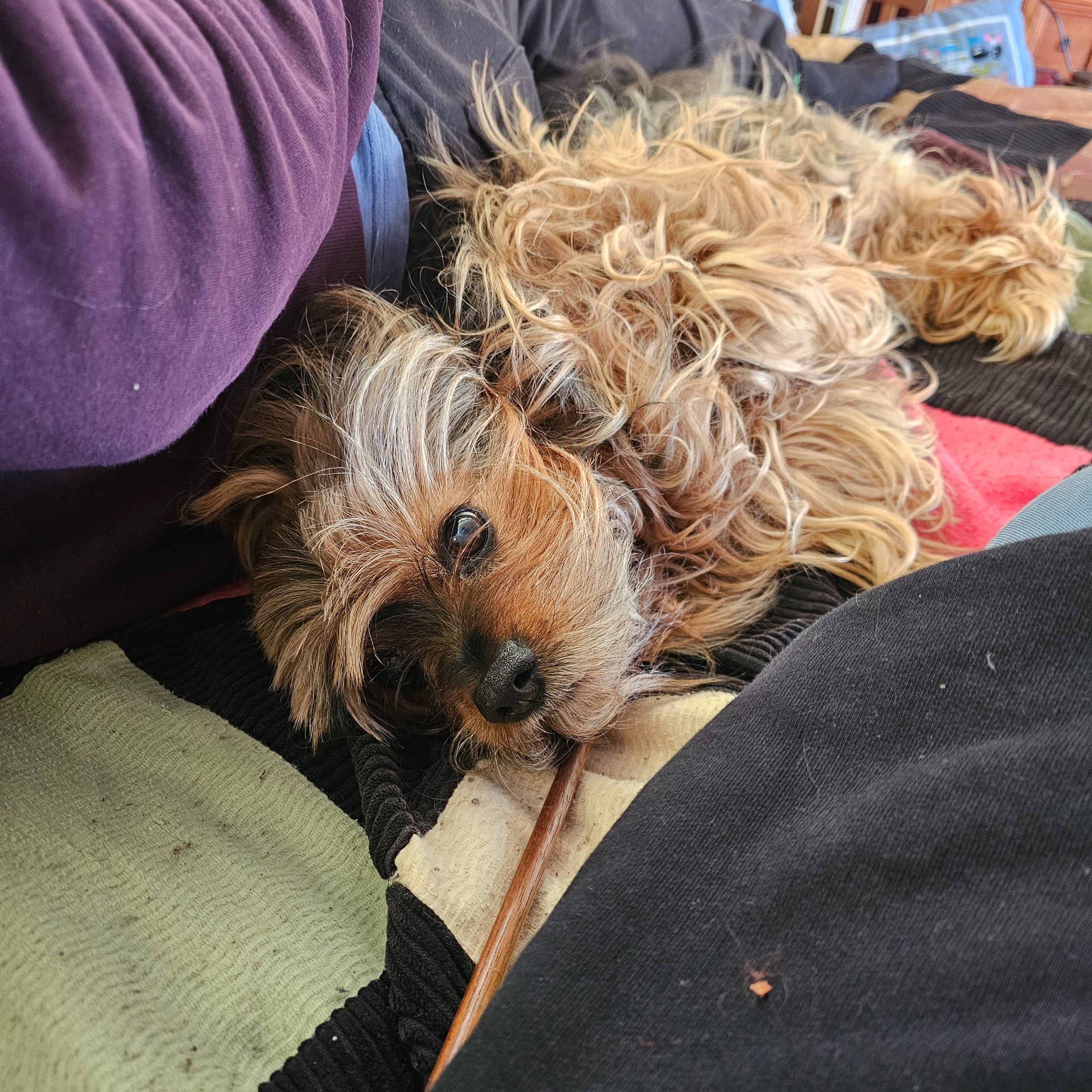 Support Surgery for Coco-Melanoma tumour & mammary lumps. campaign photo, 4 of 8