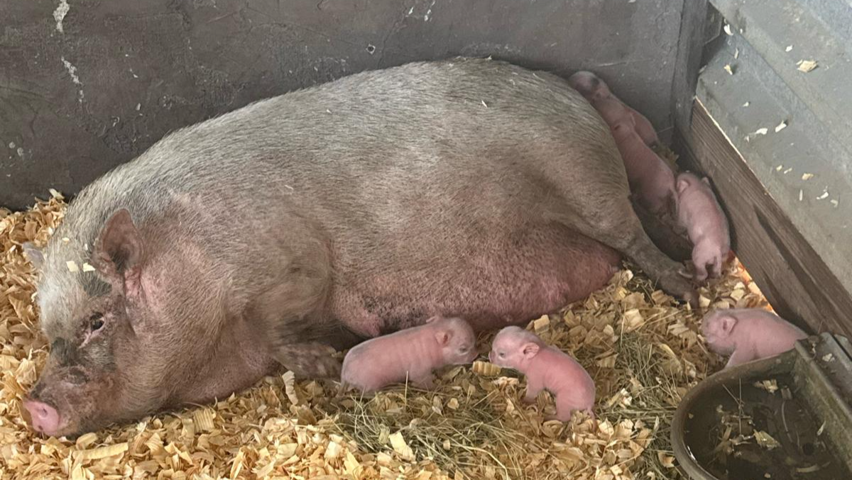 Help Ocean, Star & Their Piglets Live a Safe, Loving Life pinned link photo