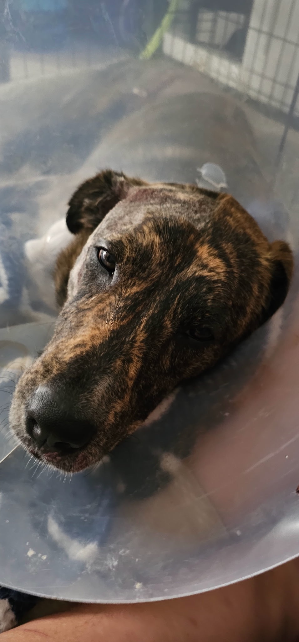 PLEASE Help our Fur Baby Heal from car accident campaign photo, 7 of 8