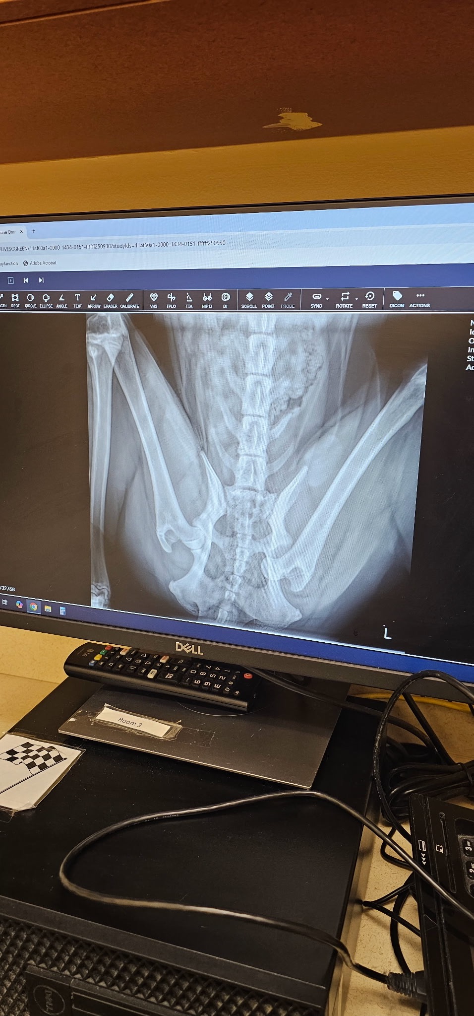 PLEASE Help our Fur Baby Heal from car accident campaign photo, 2 of 8
