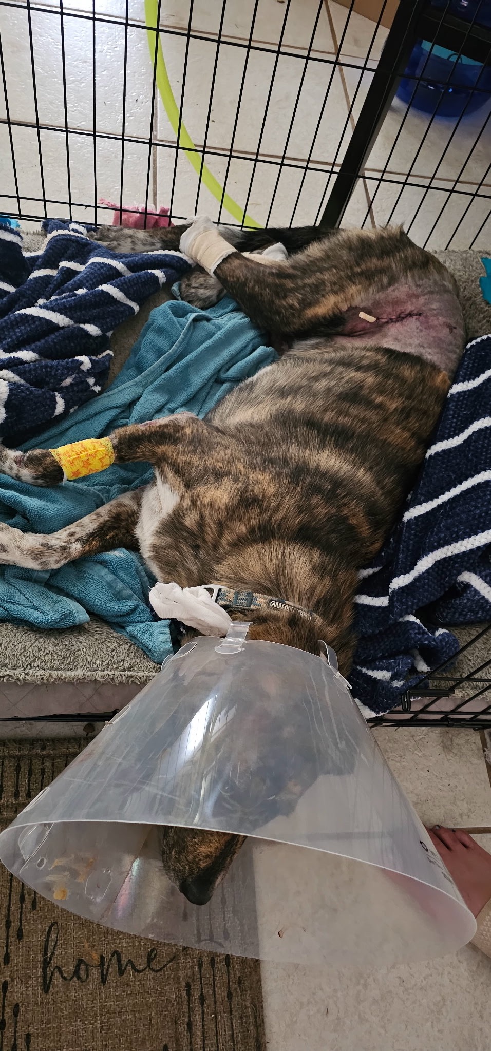 PLEASE Help our Fur Baby Heal from car accident campaign photo, 4 of 8
