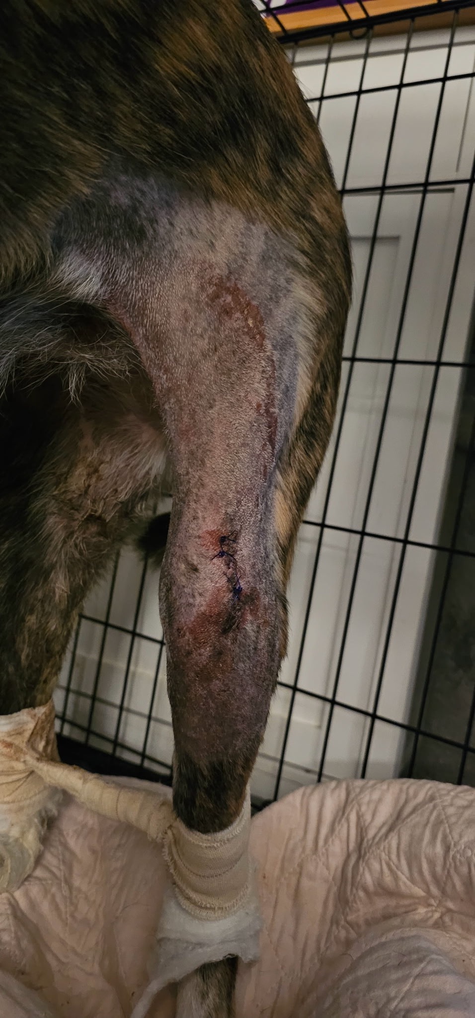 PLEASE Help our Fur Baby Heal from car accident campaign photo, 5 of 8