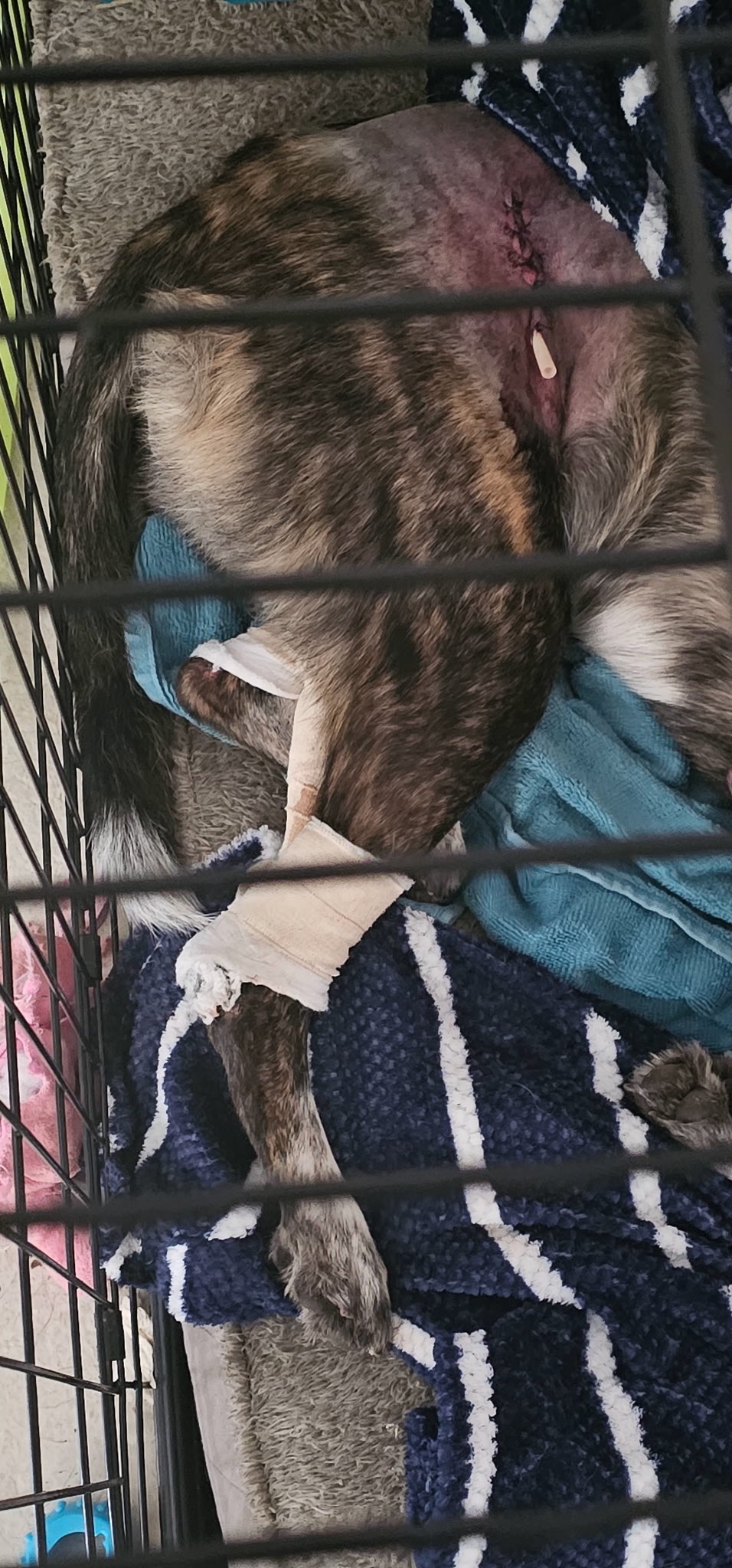 PLEASE Help our Fur Baby Heal from car accident campaign photo, 6 of 8