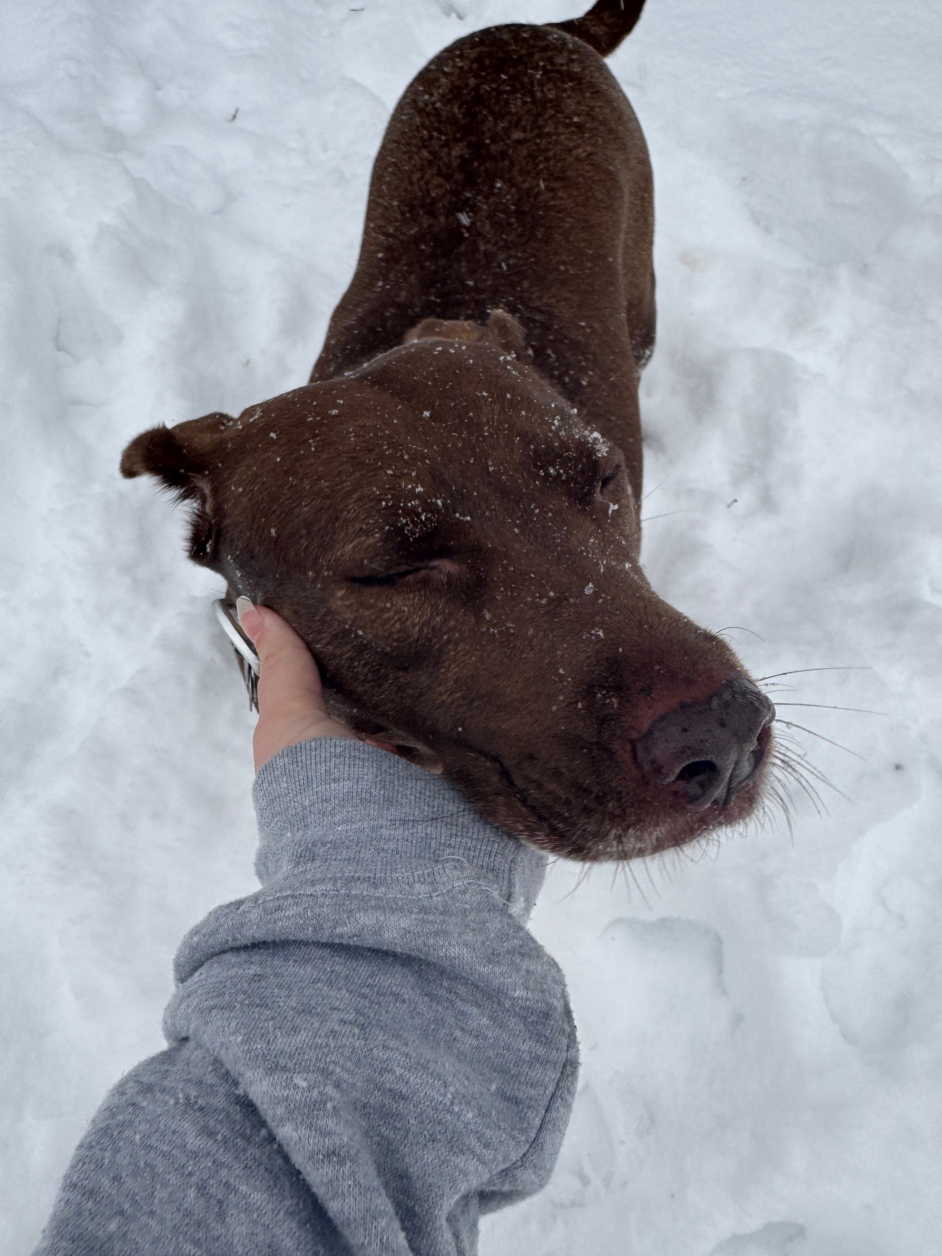 Dacey’s TPLO Surgery campaign photo, 2 of 7