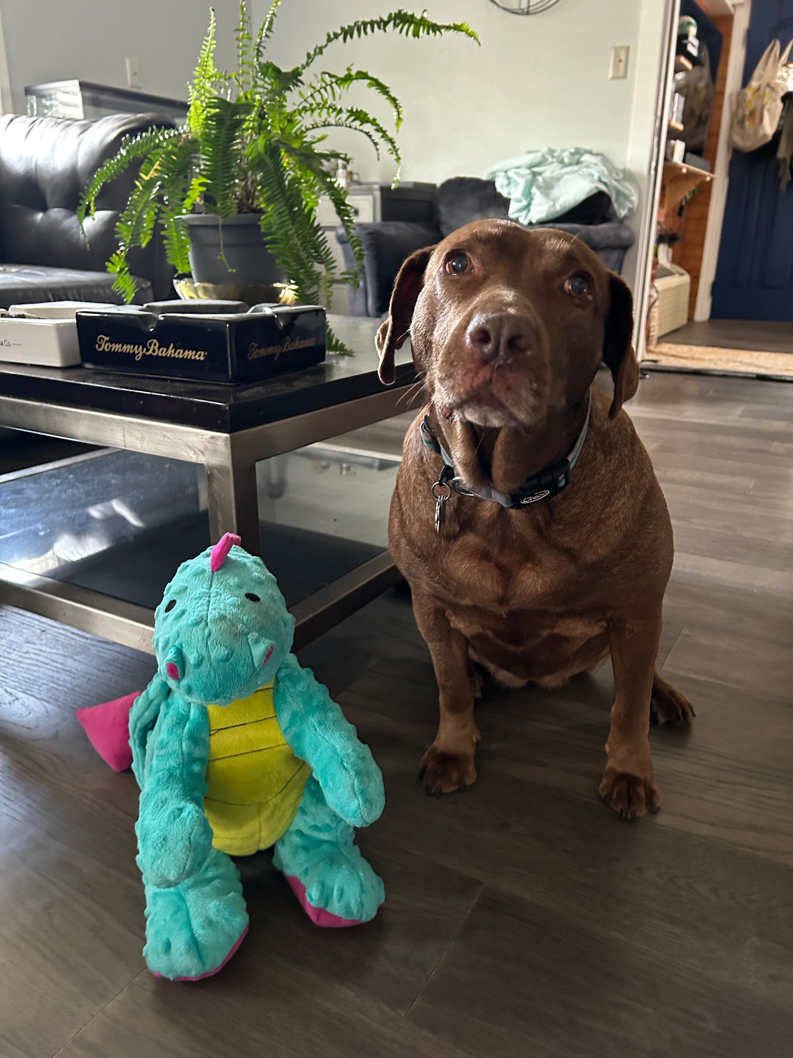 Dacey’s TPLO Surgery campaign photo, 6 of 7