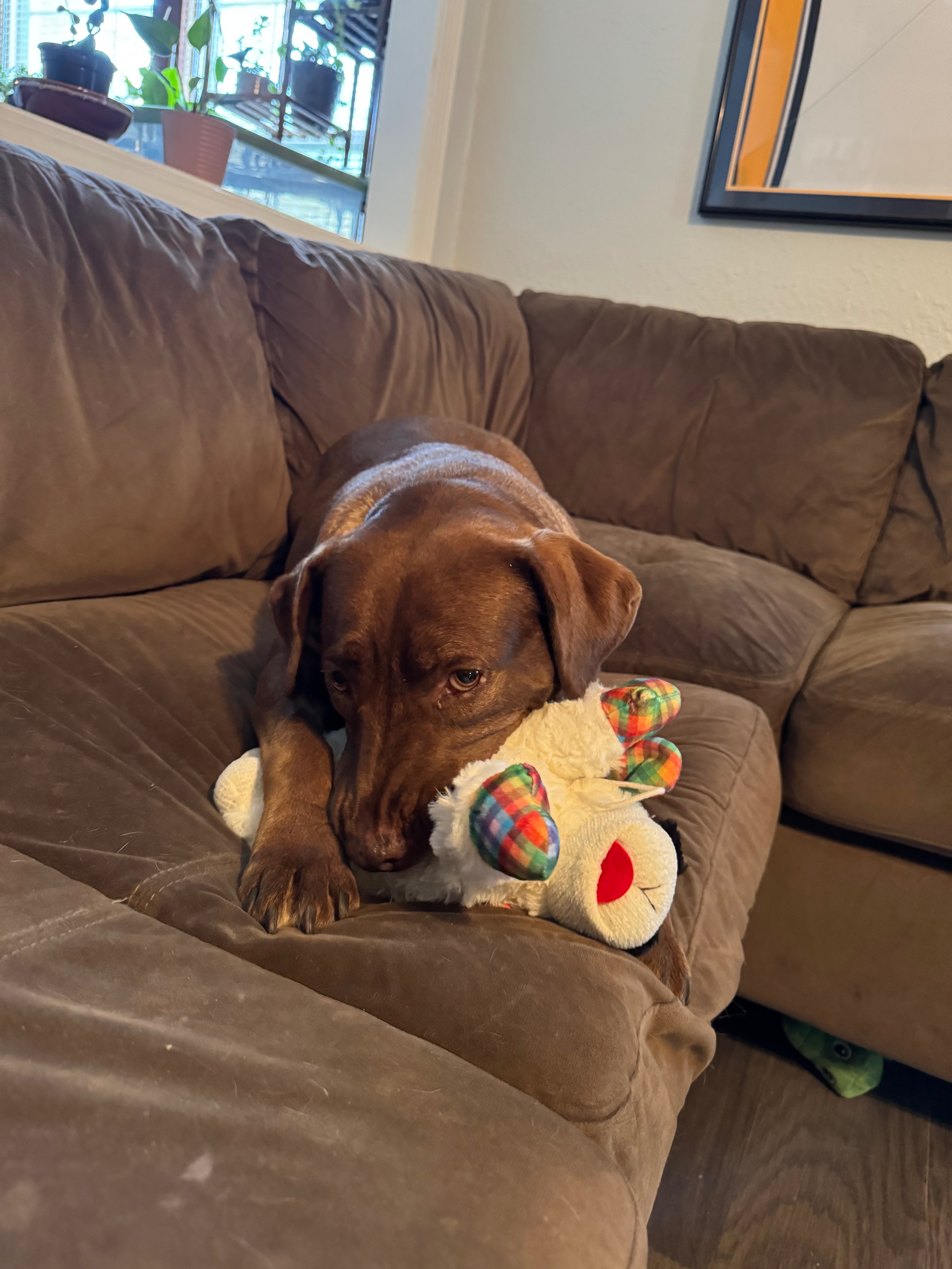 Dacey’s TPLO Surgery campaign photo, 5 of 7