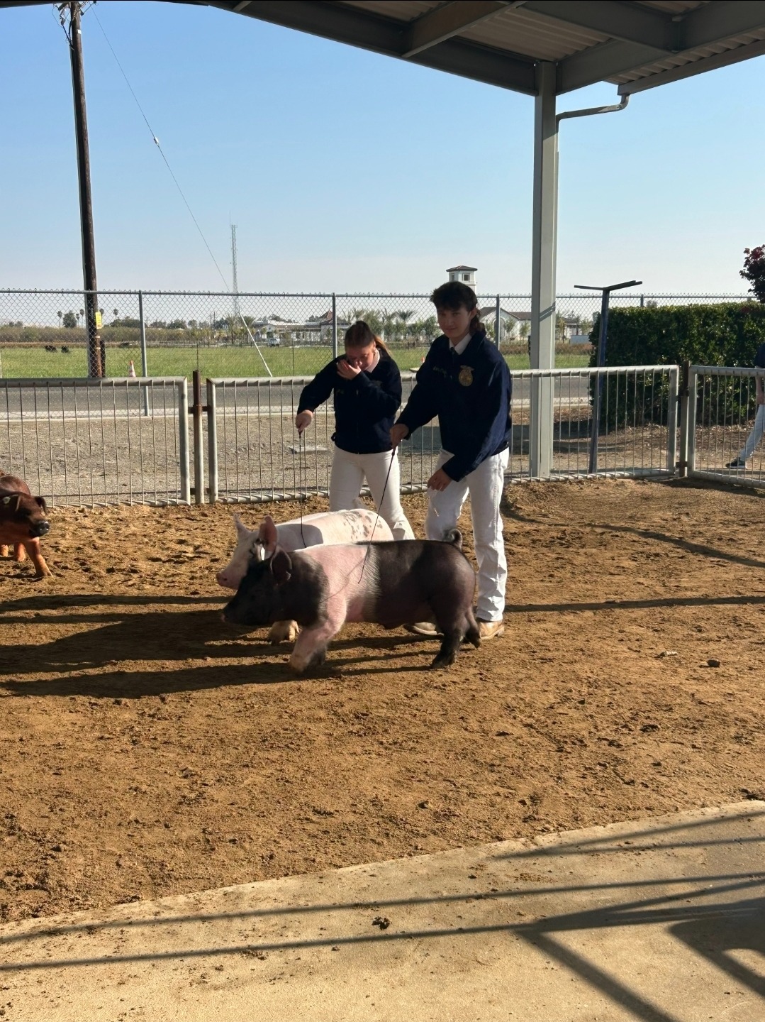 Support Landon Clayborn's FFA Pig Project campaign photo, 2 of 4