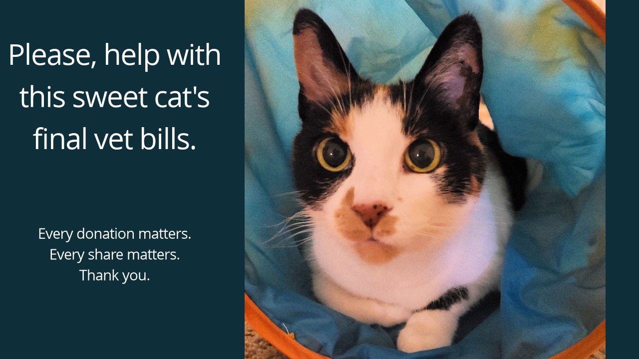 In Loving Memory: Please Help with Final Vet Bills campaign photo, 2 of 4