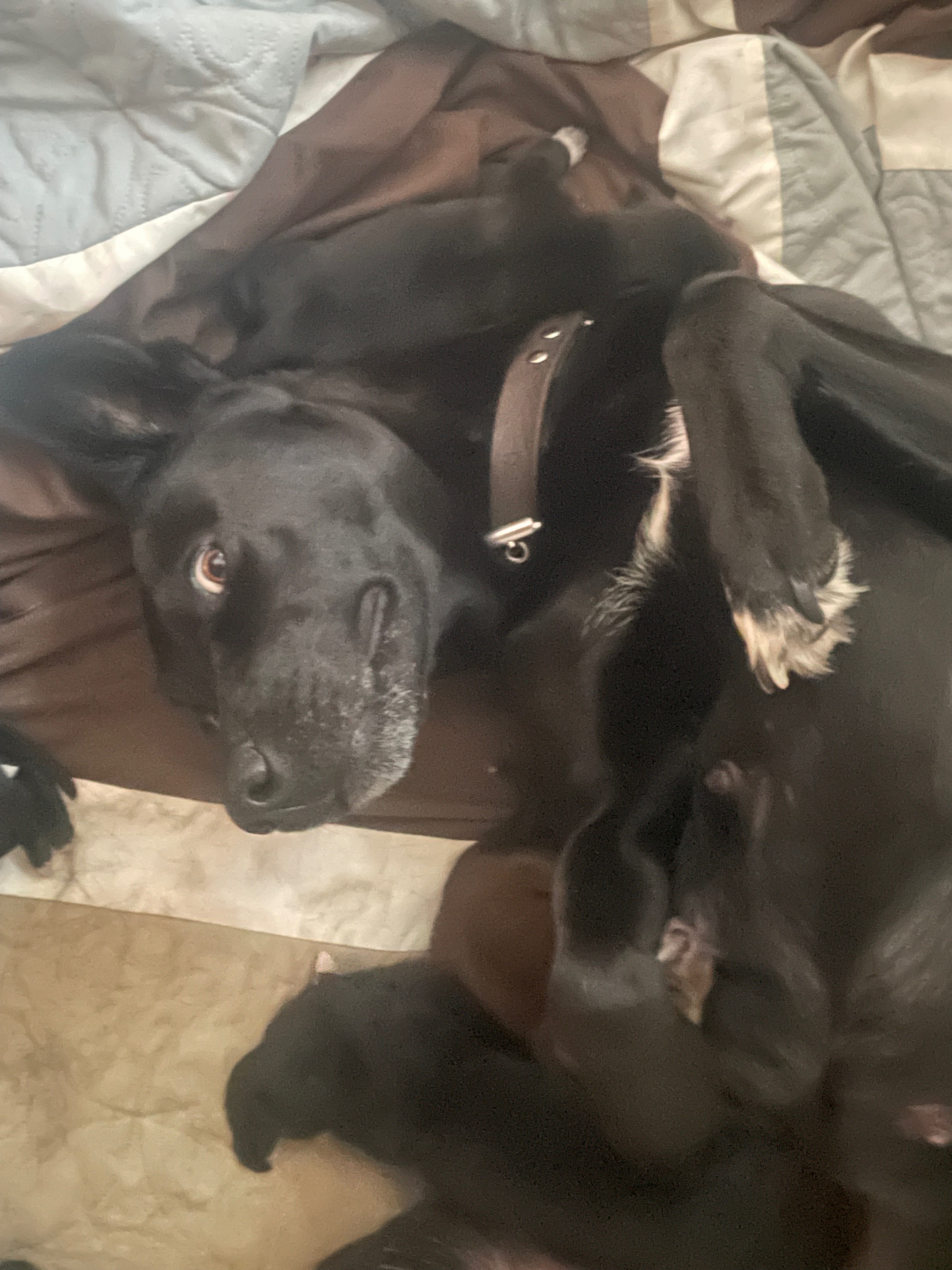 Help us care for Butters and her 9 puppies campaign photo, 6 of 7