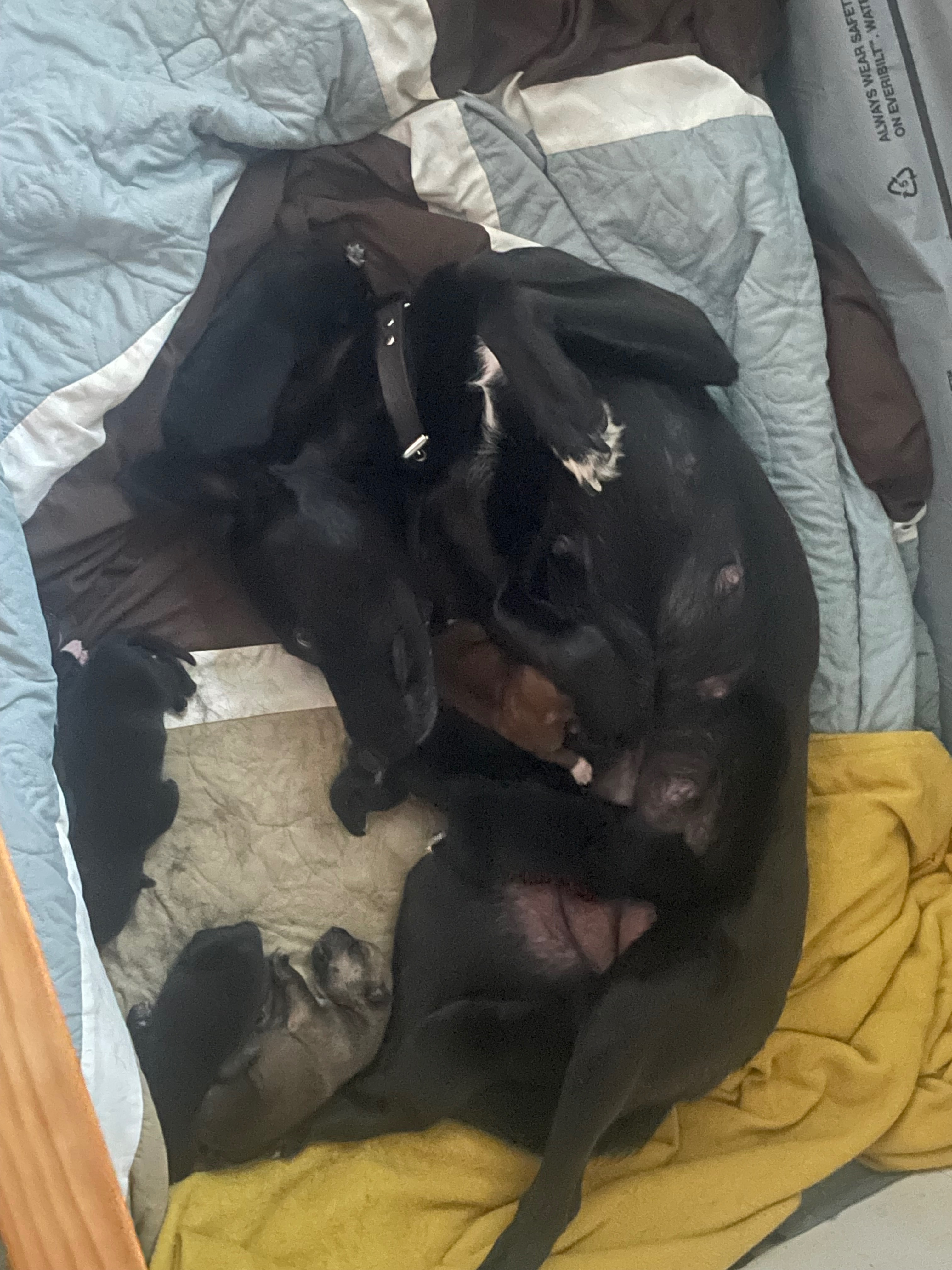 Help us care for Butters and her 9 puppies campaign photo, 2 of 7