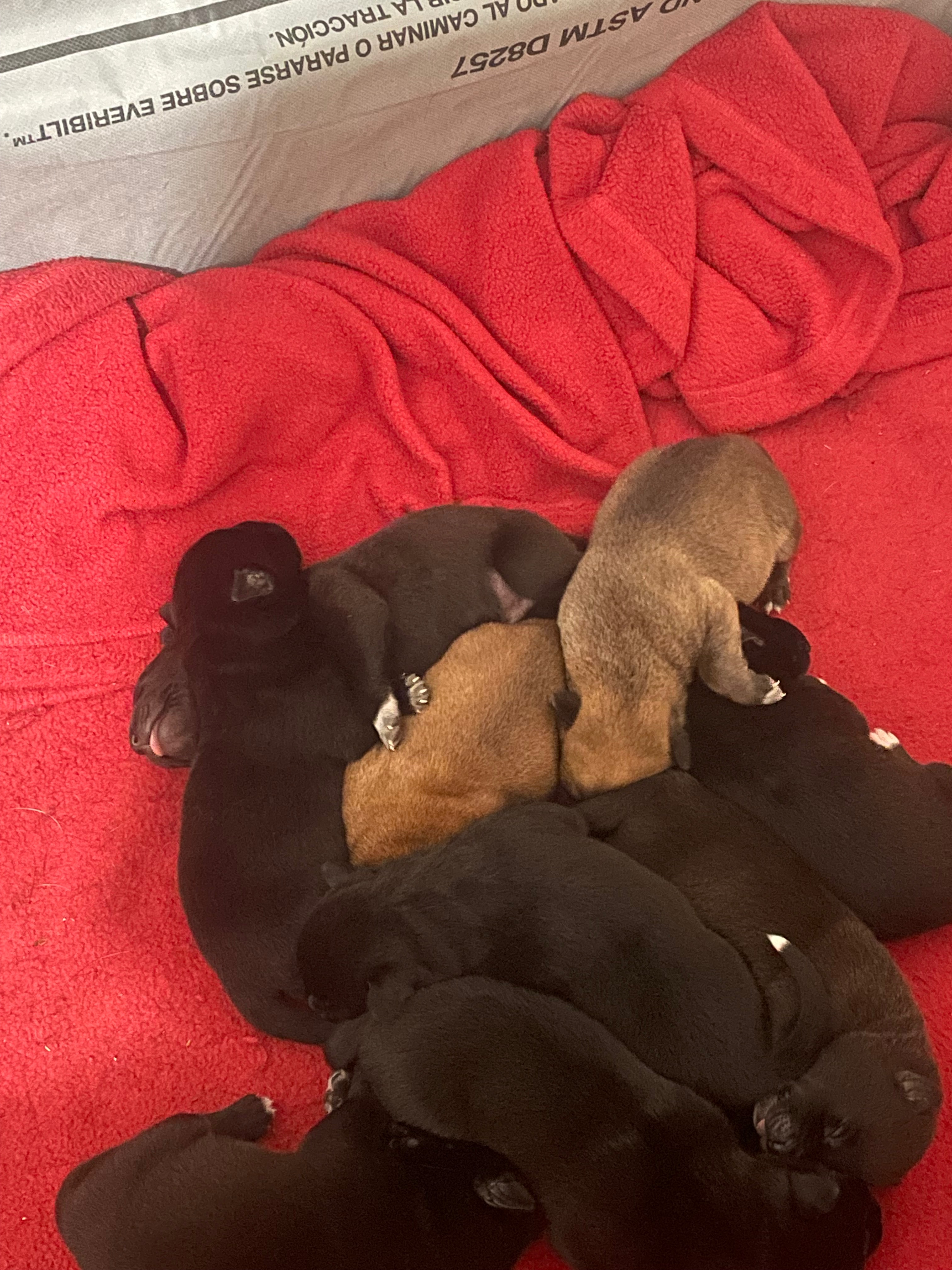Help us care for Butters and her 9 puppies campaign photo, 4 of 7