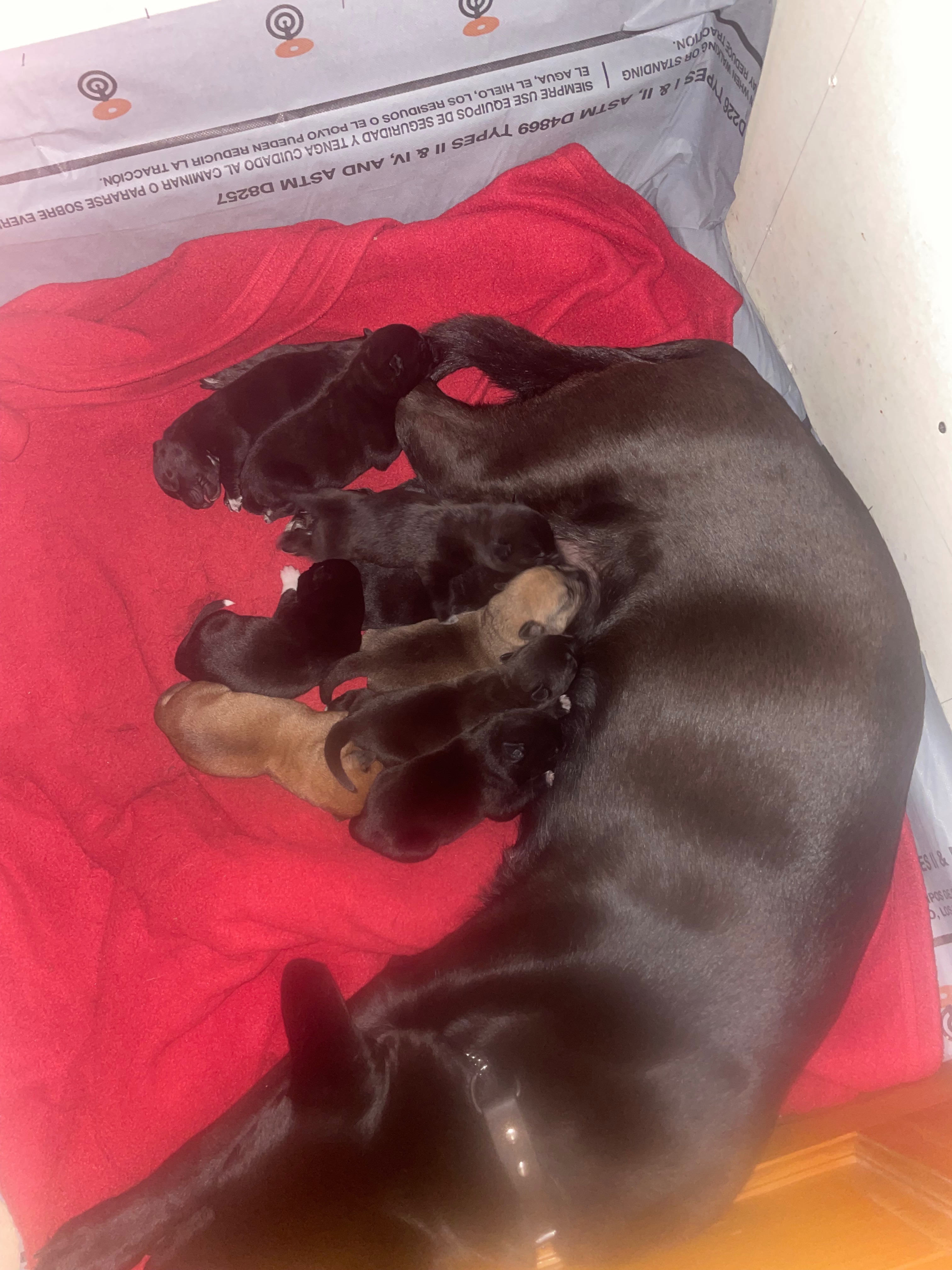 Help us care for Butters and her 9 puppies campaign photo, 5 of 7