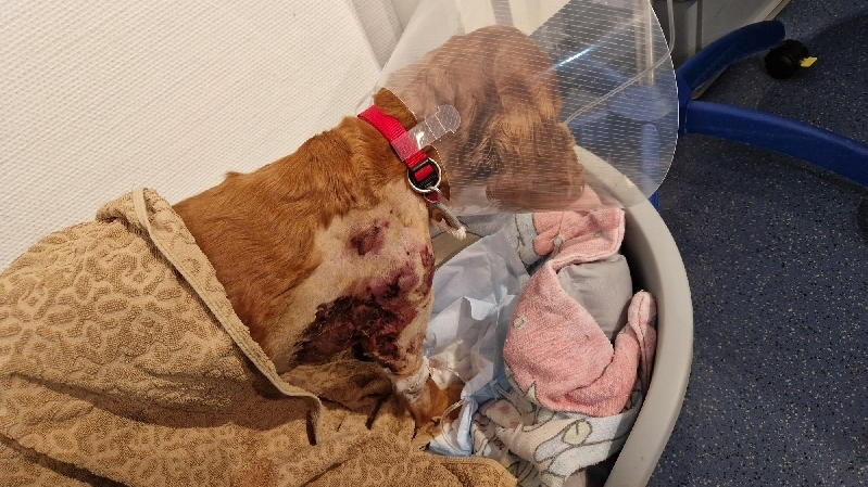 Tierklinikrechnung gequälte Hündin Ella photo