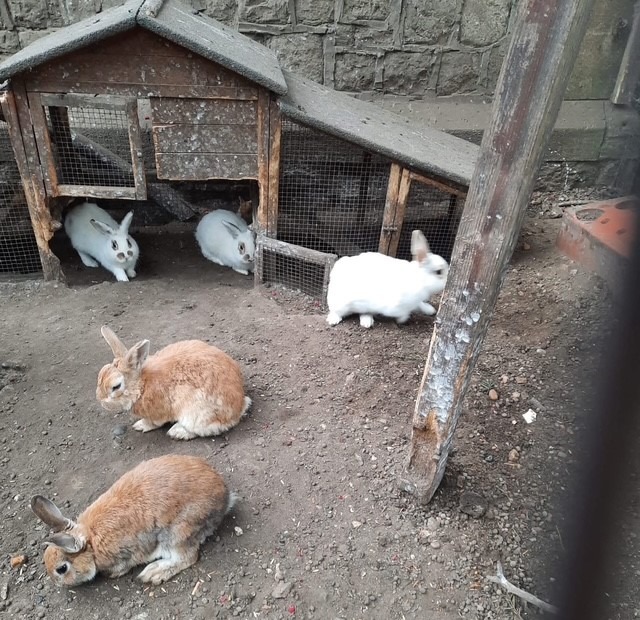 Help Us Rescue over 50 Rabbits in Urgent Need ❤️ campaign photo, 7 of 8